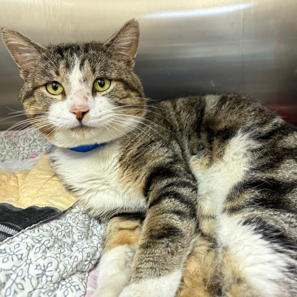 Enlarge Benjamin, a Adoptable Domestic Short Hair in Albuquerque, NM image 6/6