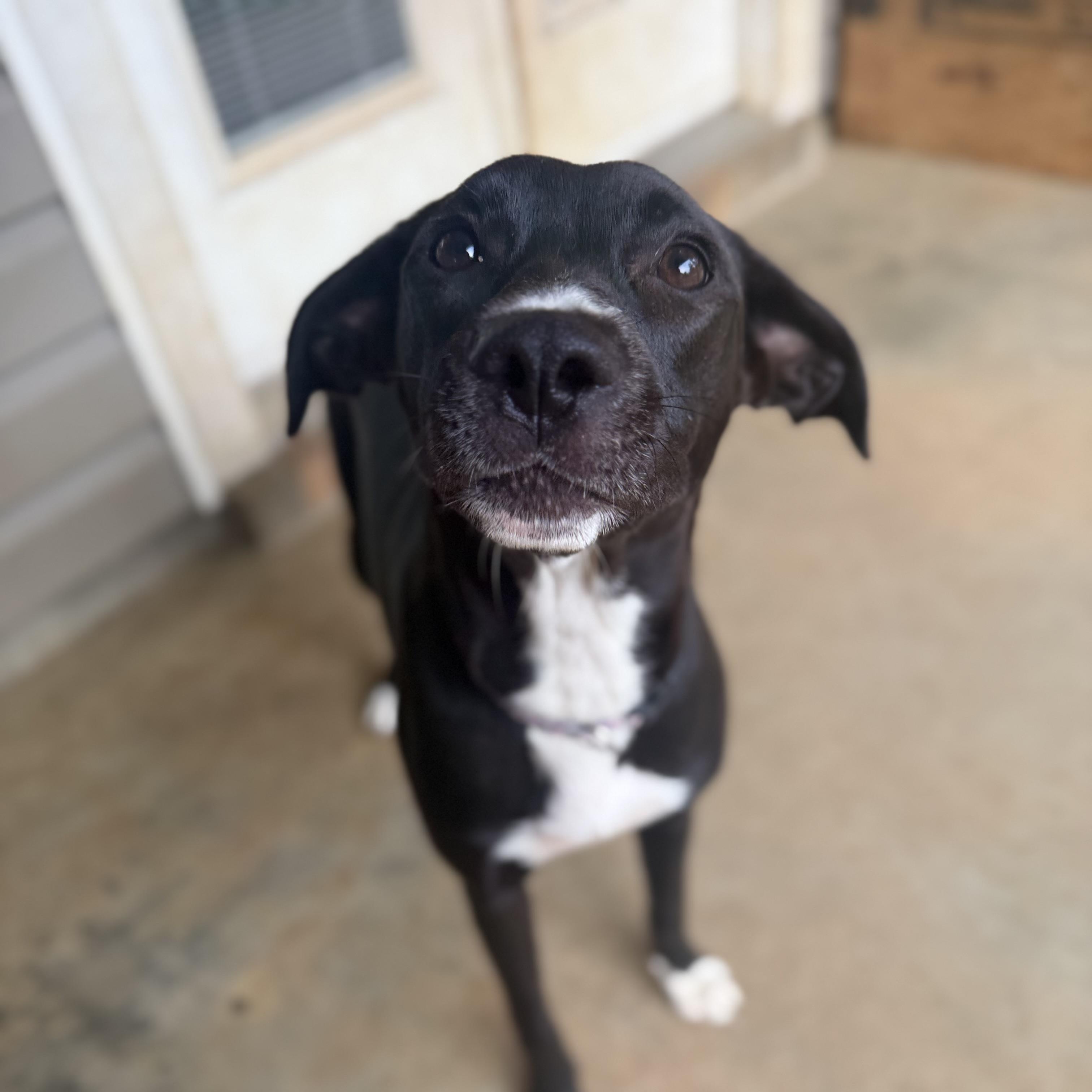 Enlarge JASMINE, a Adoptable mixed breed in Bethpage, NY image 3/4