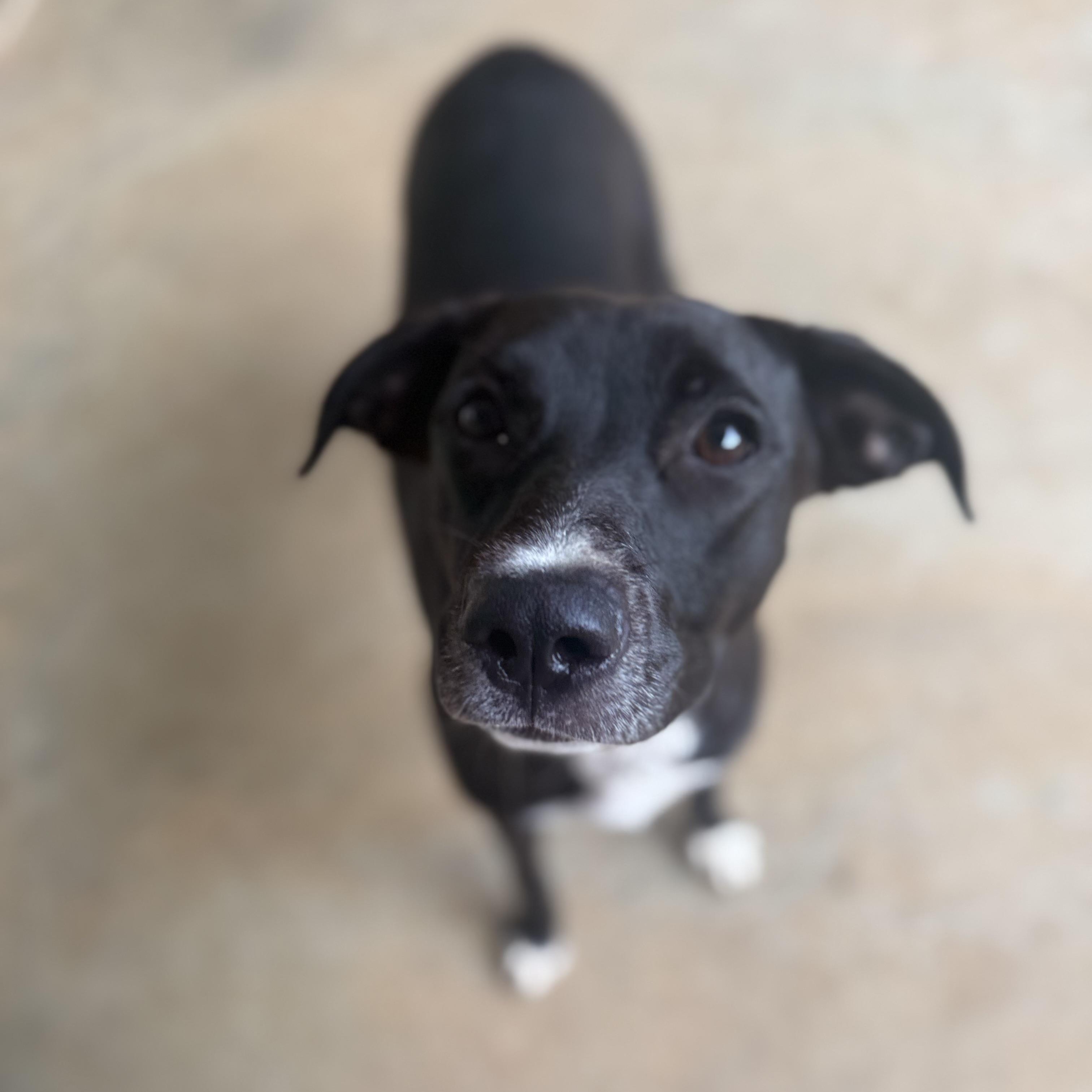 Enlarge JASMINE, a Adoptable mixed breed in Bethpage, NY image 2/4