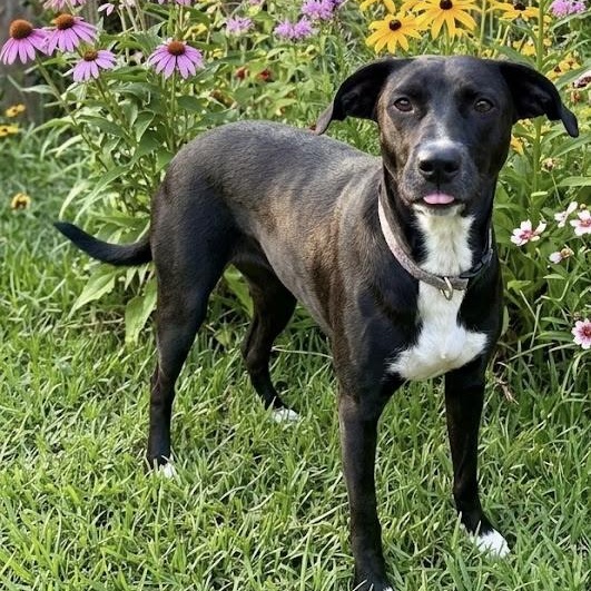 Enlarge JASMINE, a Adoptable mixed breed in Bethpage, NY image 4/4