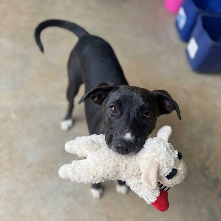 Enlarge JASMINE, a Adoptable mixed breed in Bethpage, NY image 1/4