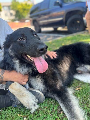Scar OS, Adoptable, Young Male German Shepherd Dog.