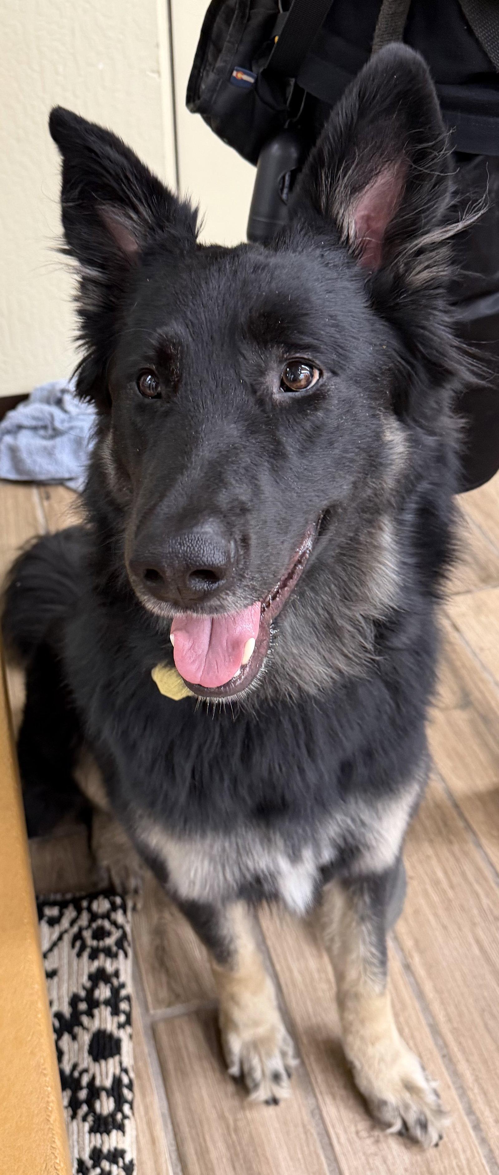 Scar OS, Adoptable, Young Male German Shepherd Dog.