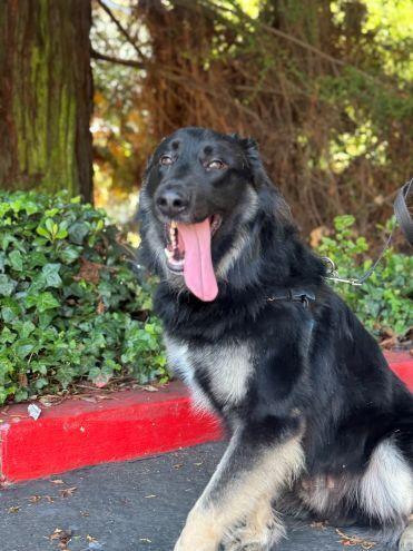 Enlarge Scar OS, a Adoptable German Shepherd Dog in Cupertino, CA image 2/3