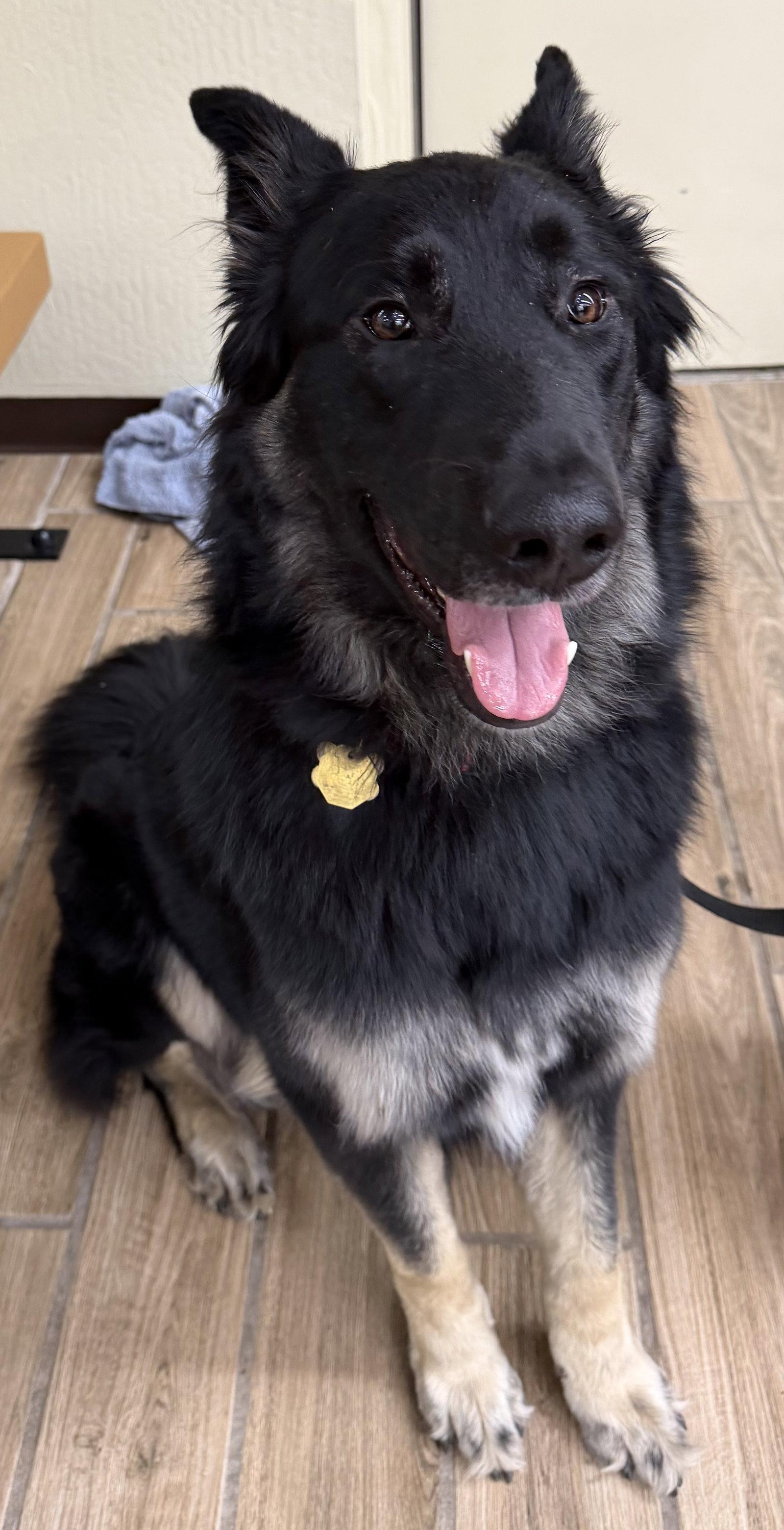 Enlarge Scar OS, a Adoptable German Shepherd Dog in Cupertino, CA image 2/3