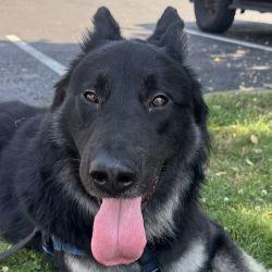 Enlarge Scar OS, a Adoptable German Shepherd Dog in Cupertino, CA image 3/3