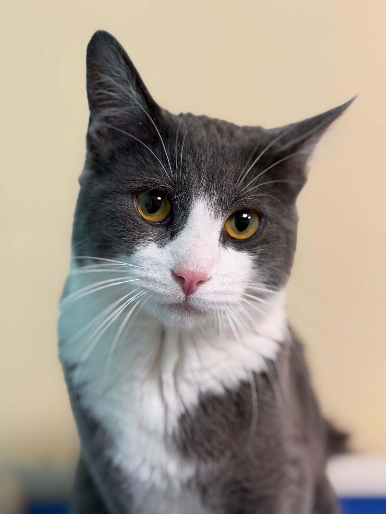 Enlarge Cloudy, a ADOPTABLE Domestic Short Hair in Norwalk, CT image 1/2