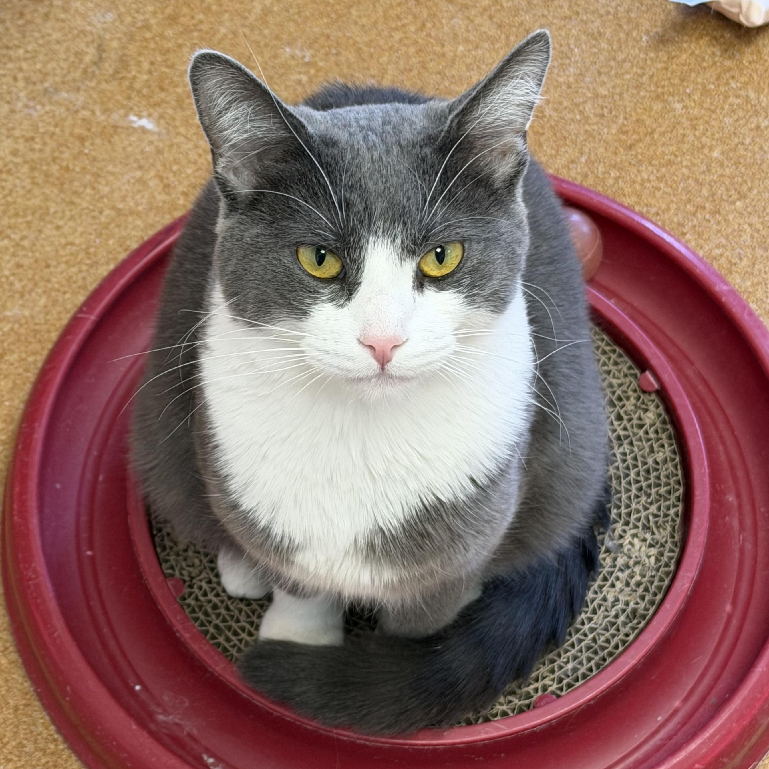 Enlarge Cloudy (with Georgette), a ADOPTABLE Domestic Short Hair in Norwalk, CT image 4/4