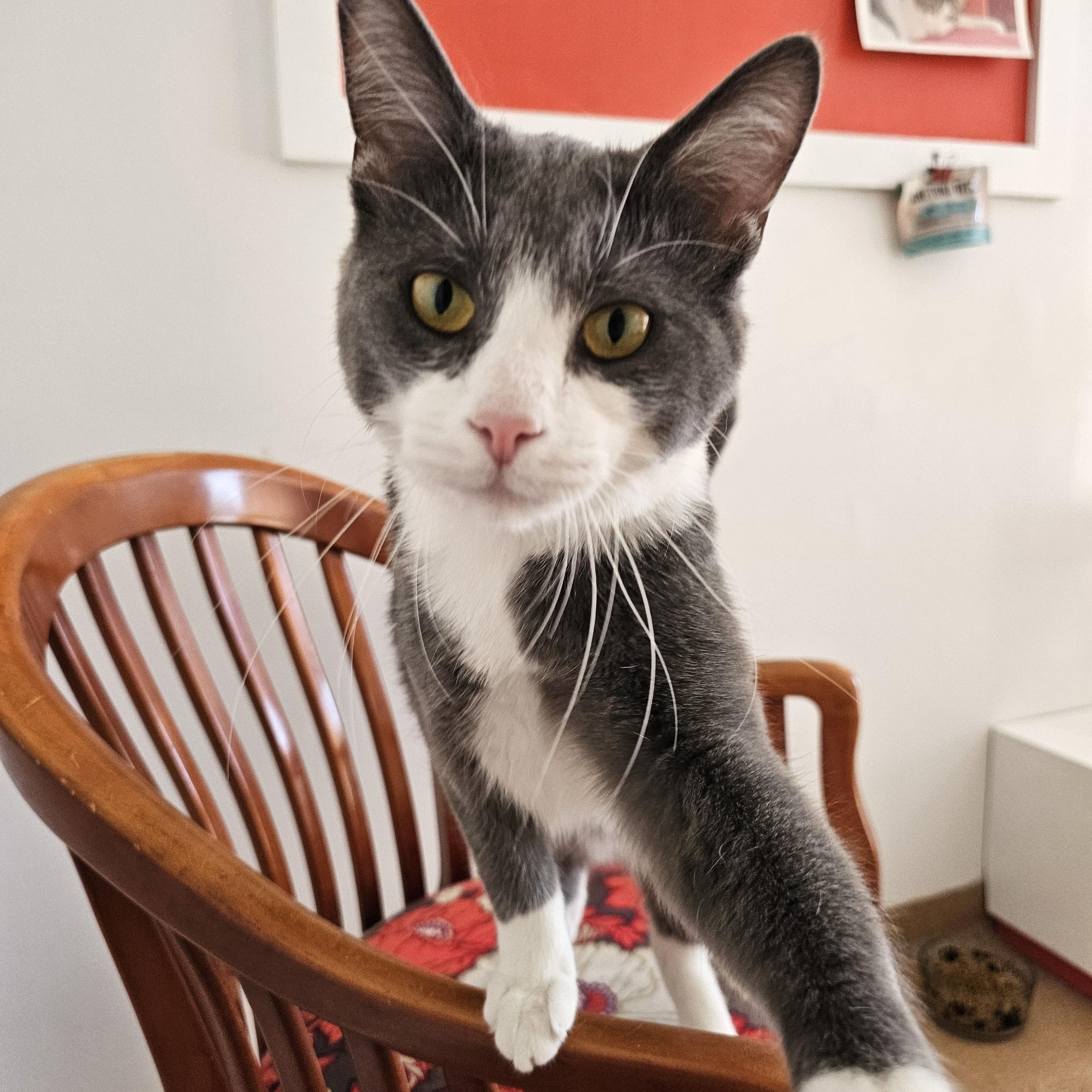 Enlarge Cloudy (with Georgette), a ADOPTABLE Domestic Short Hair in Norwalk, CT image 1/4
