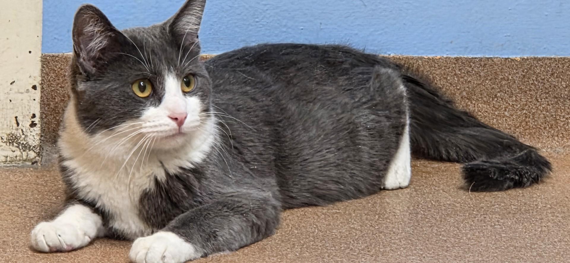 Enlarge Cloudy, a ADOPTABLE Domestic Short Hair in Norwalk, CT image 2/2