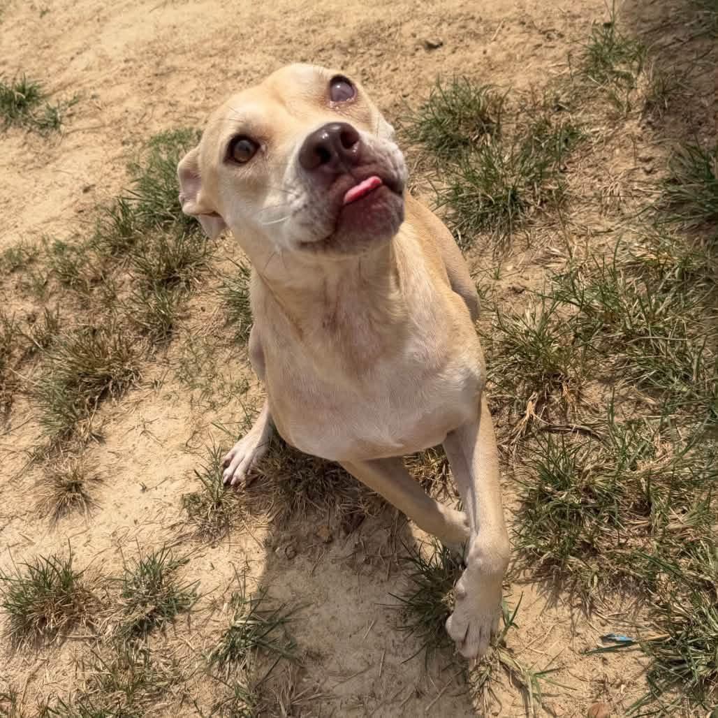 Enlarge Foster Needed - Seraphina, a ADOPTABLE mixed breed in Oswego, IL image 3/3