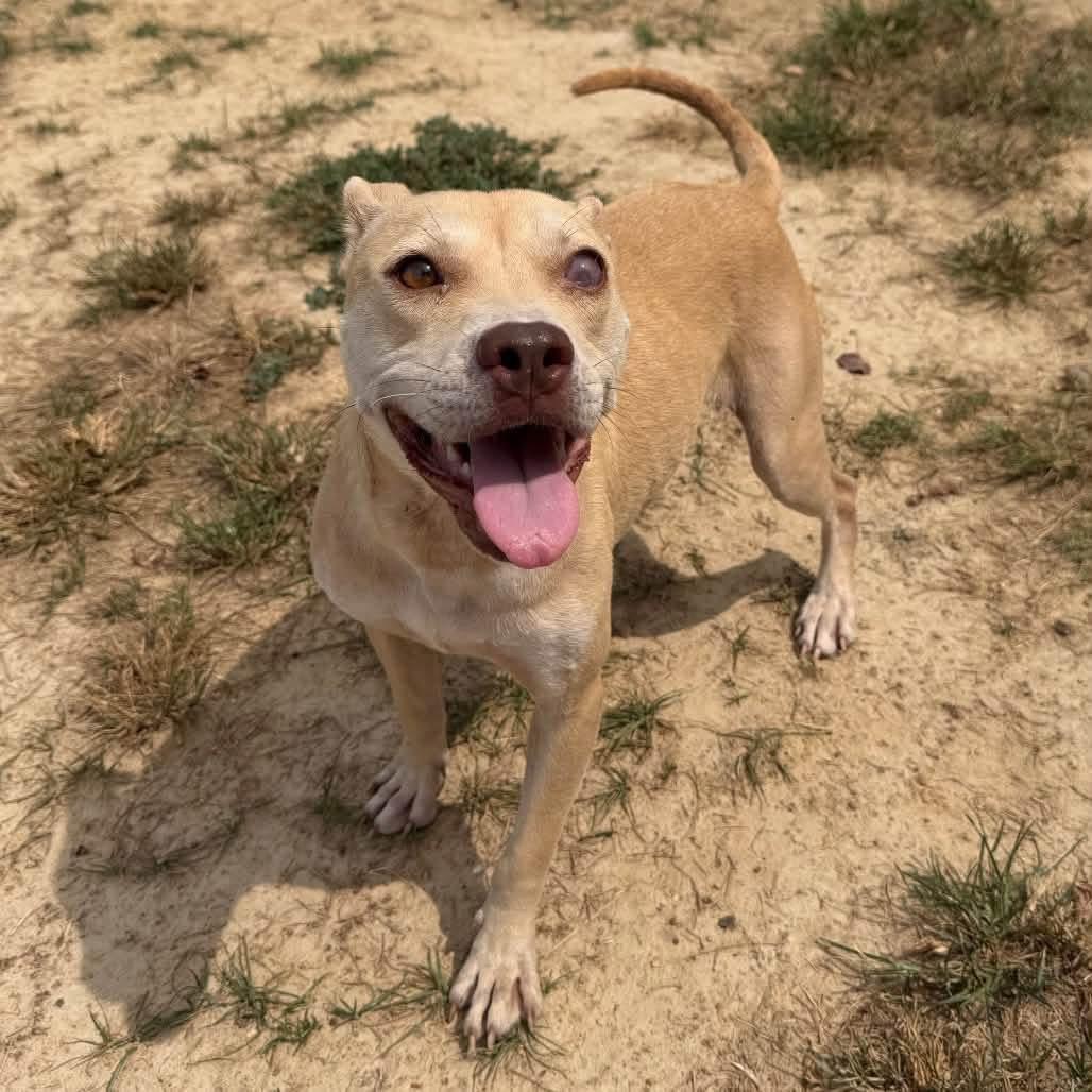 Enlarge Foster Needed - Seraphina, a ADOPTABLE mixed breed in Oswego, IL image 2/3