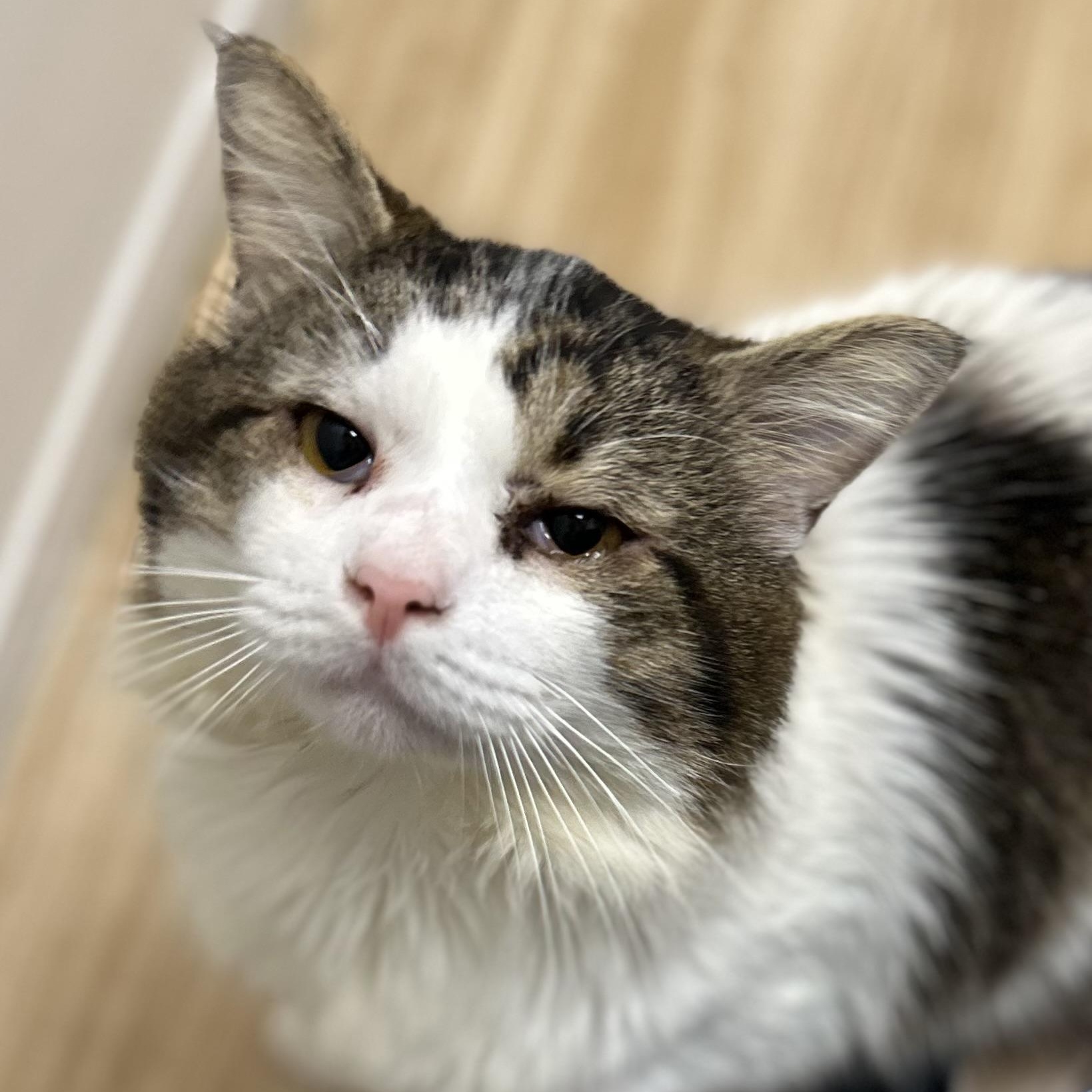 Mr. Gravy, adopted, Adult Male Domestic Short Hair.