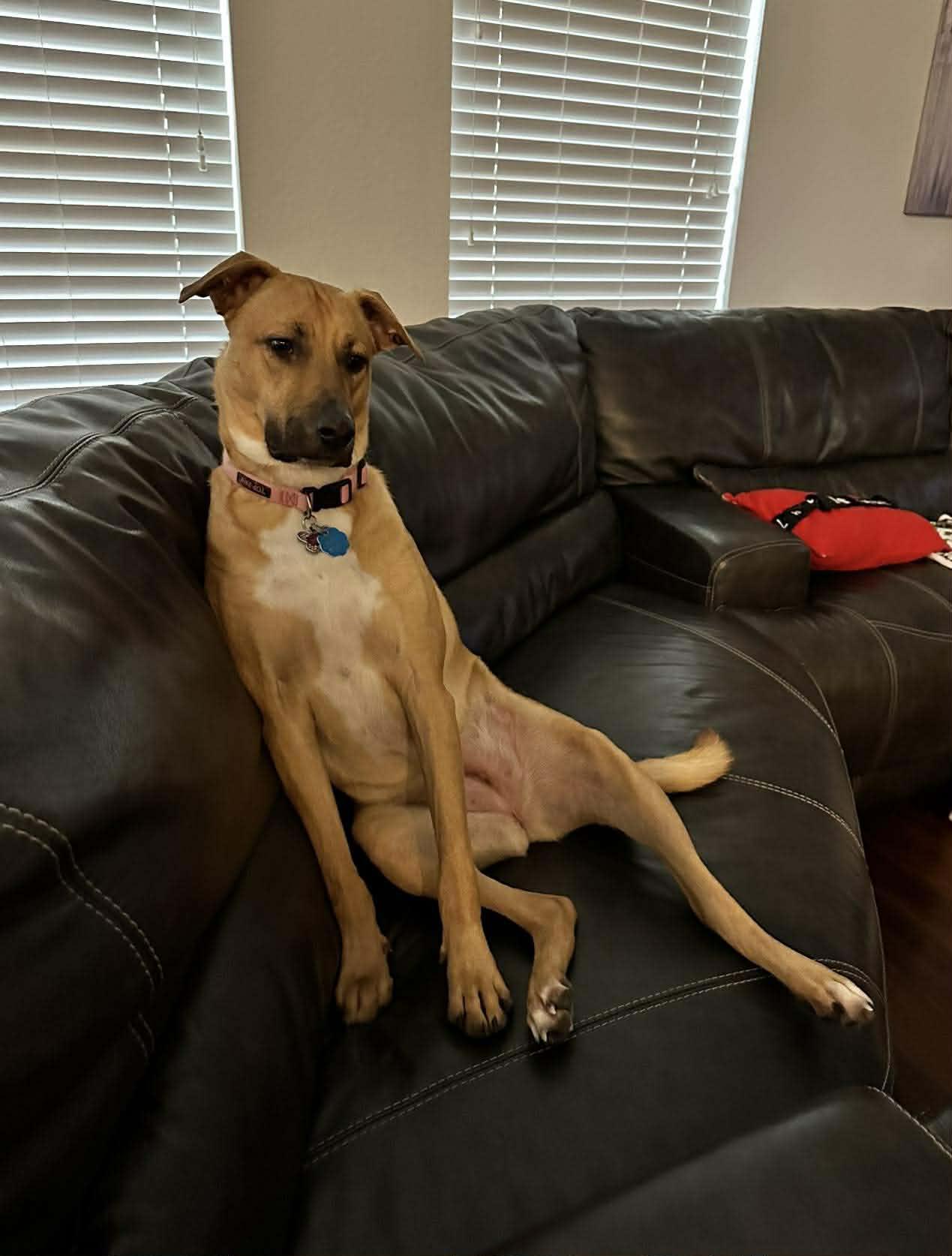 Enlarge Peanut, a ADOPTABLE Black Mouth Cur in Montgomery, TX image 4/4