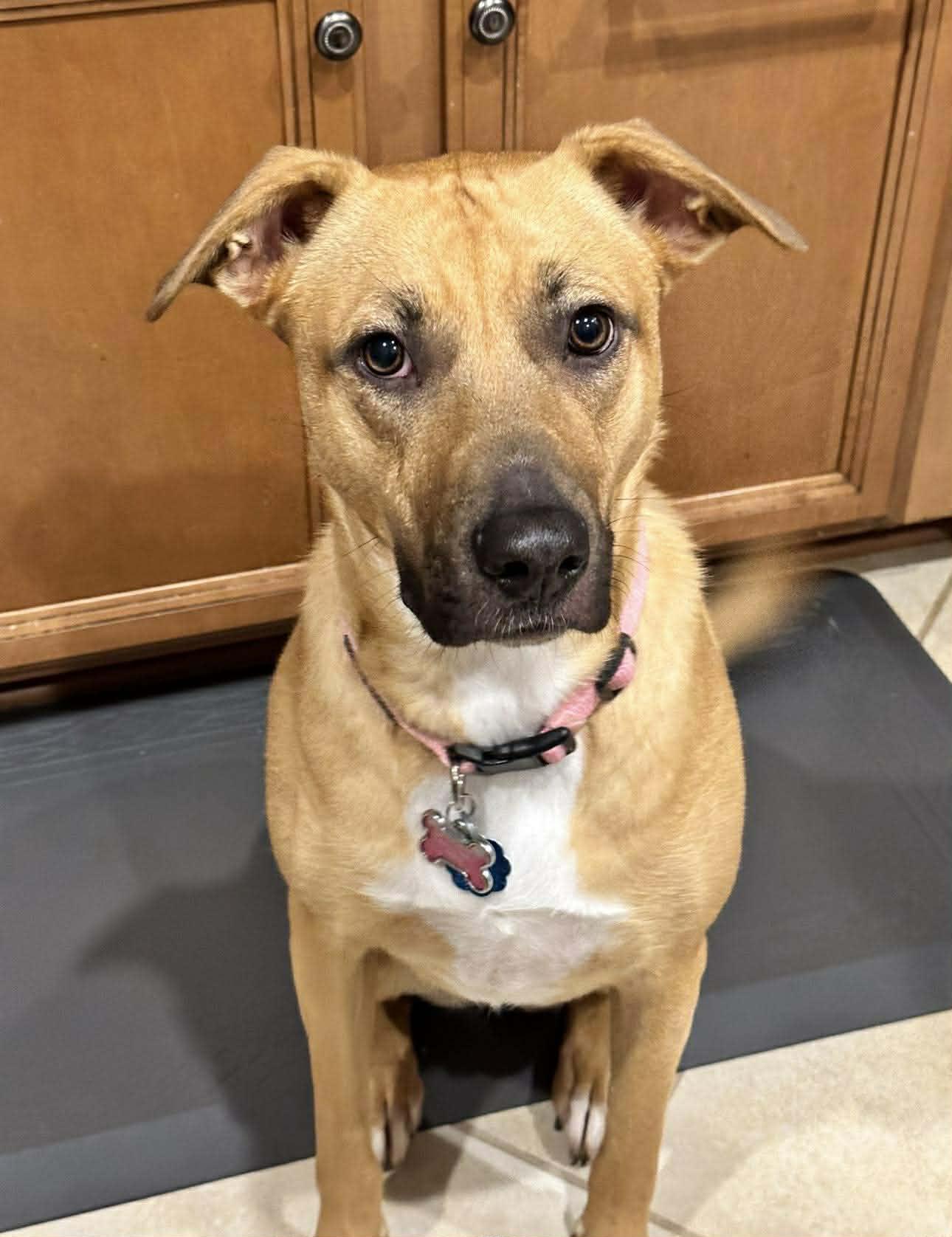 Peanut, ADOPTABLE, Adult Female Black Mouth Cur.