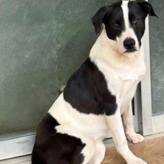 Enlarge CHARLOTTE, a Adoptable mixed breed in wytheville, VA image 4/6