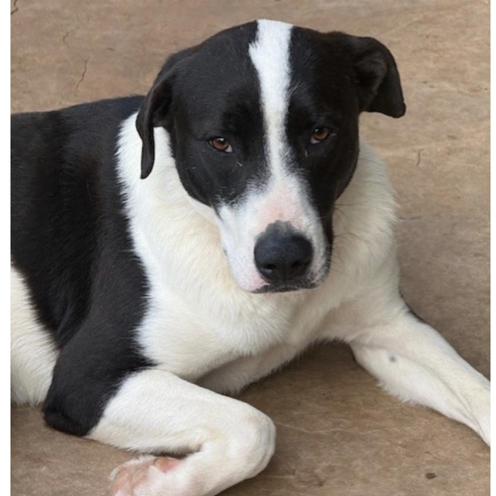 Enlarge CHARLOTTE, a Adoptable mixed breed in wytheville, VA image 2/6
