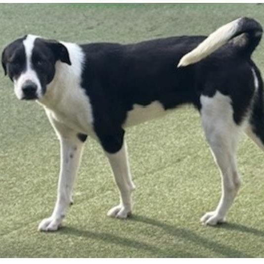Enlarge CHARLOTTE, a Adoptable mixed breed in wytheville, VA image 6/6