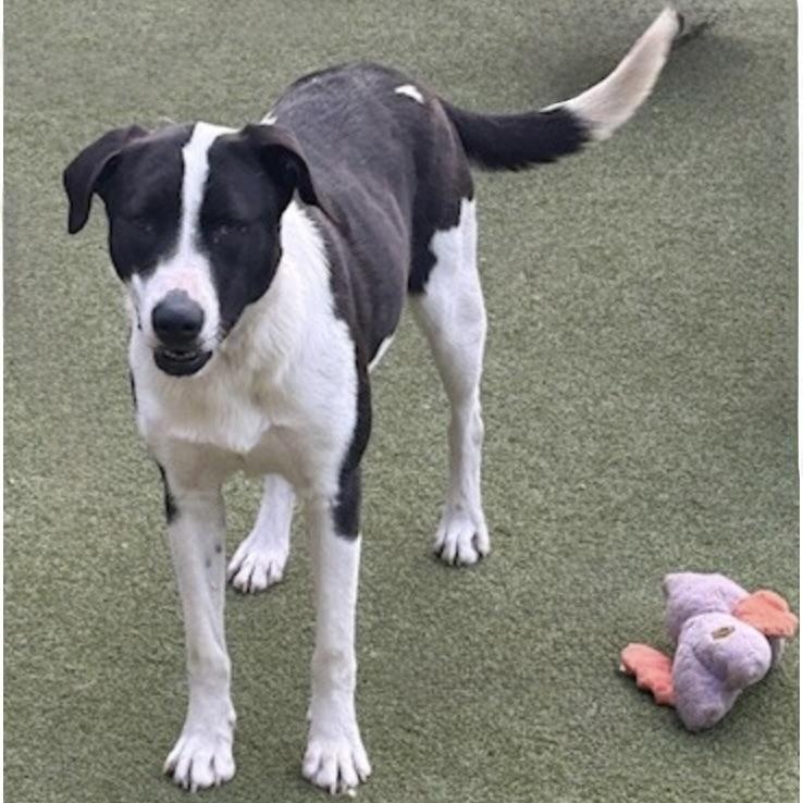 Enlarge CHARLOTTE, a Adoptable mixed breed in wytheville, VA image 5/6