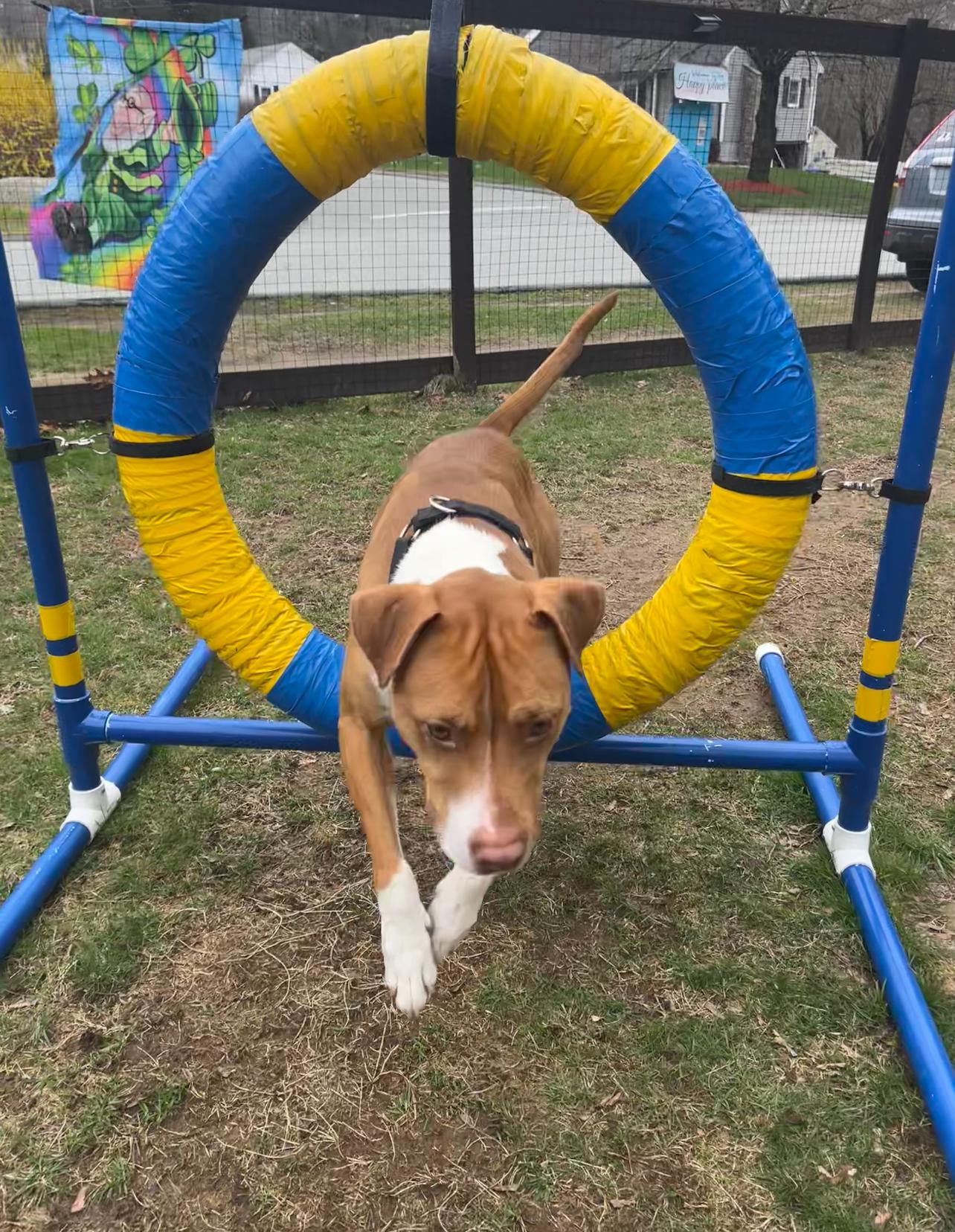 Ranger, a Adoptable mixed breed in Griswold, CT image 6/6