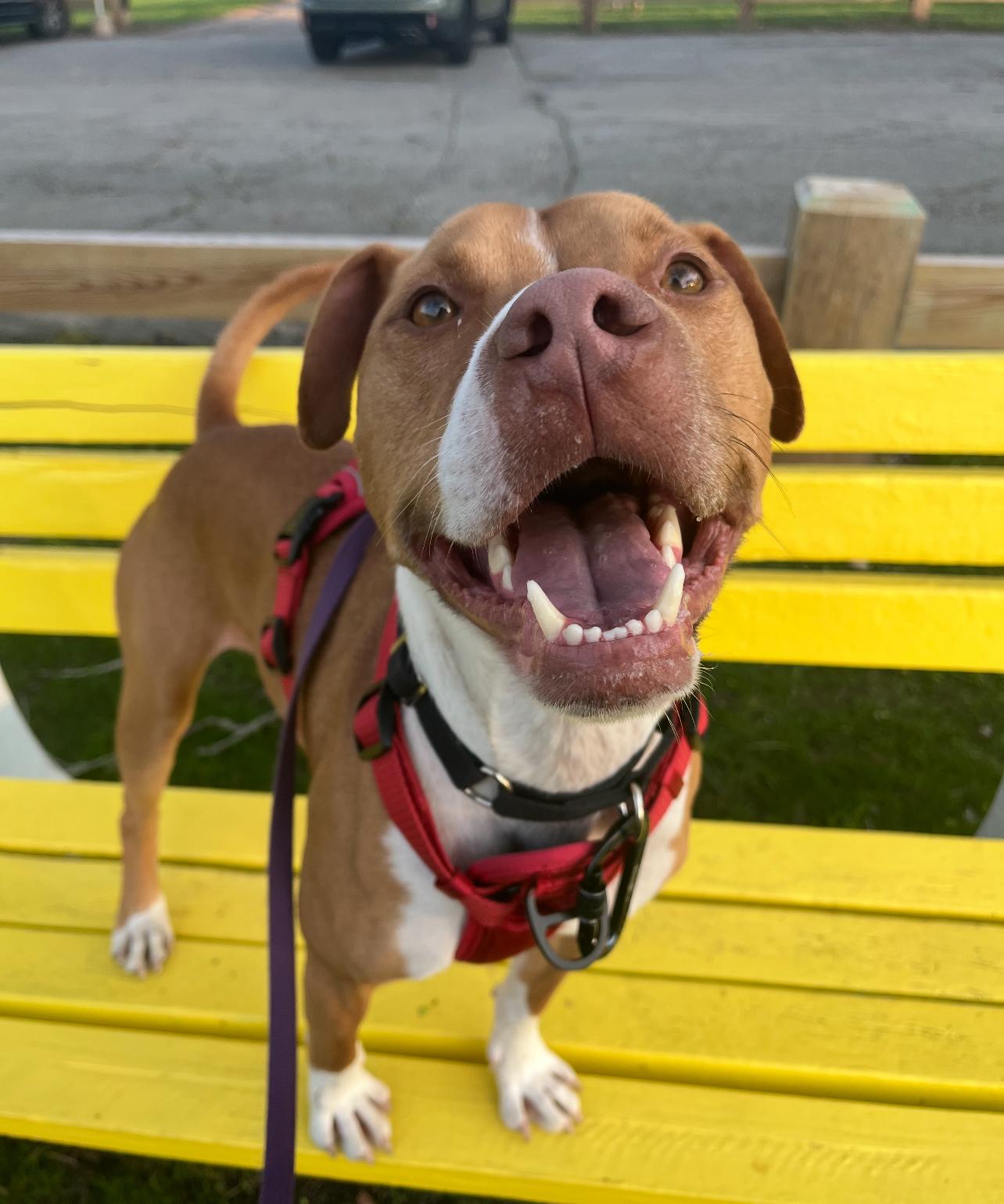 Ranger, Adoptable, Adult Male American Bully.