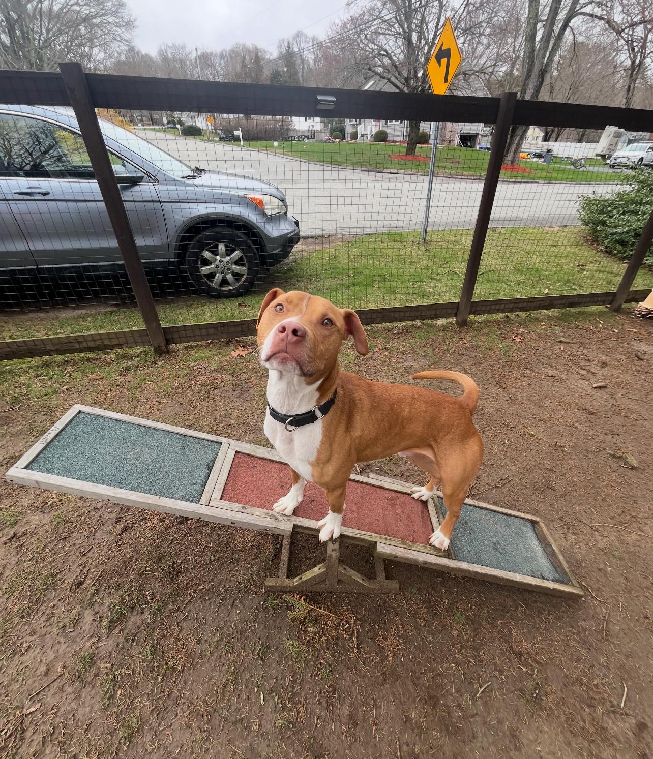 Ranger, a Adoptable mixed breed in Griswold, CT image 3/6