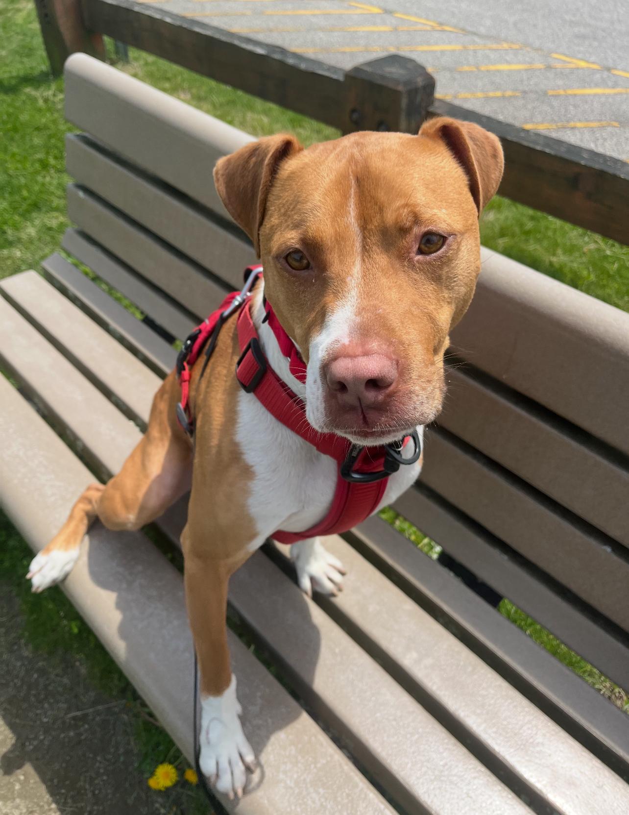Ranger, a Adoptable mixed breed in Griswold, CT image 4/6