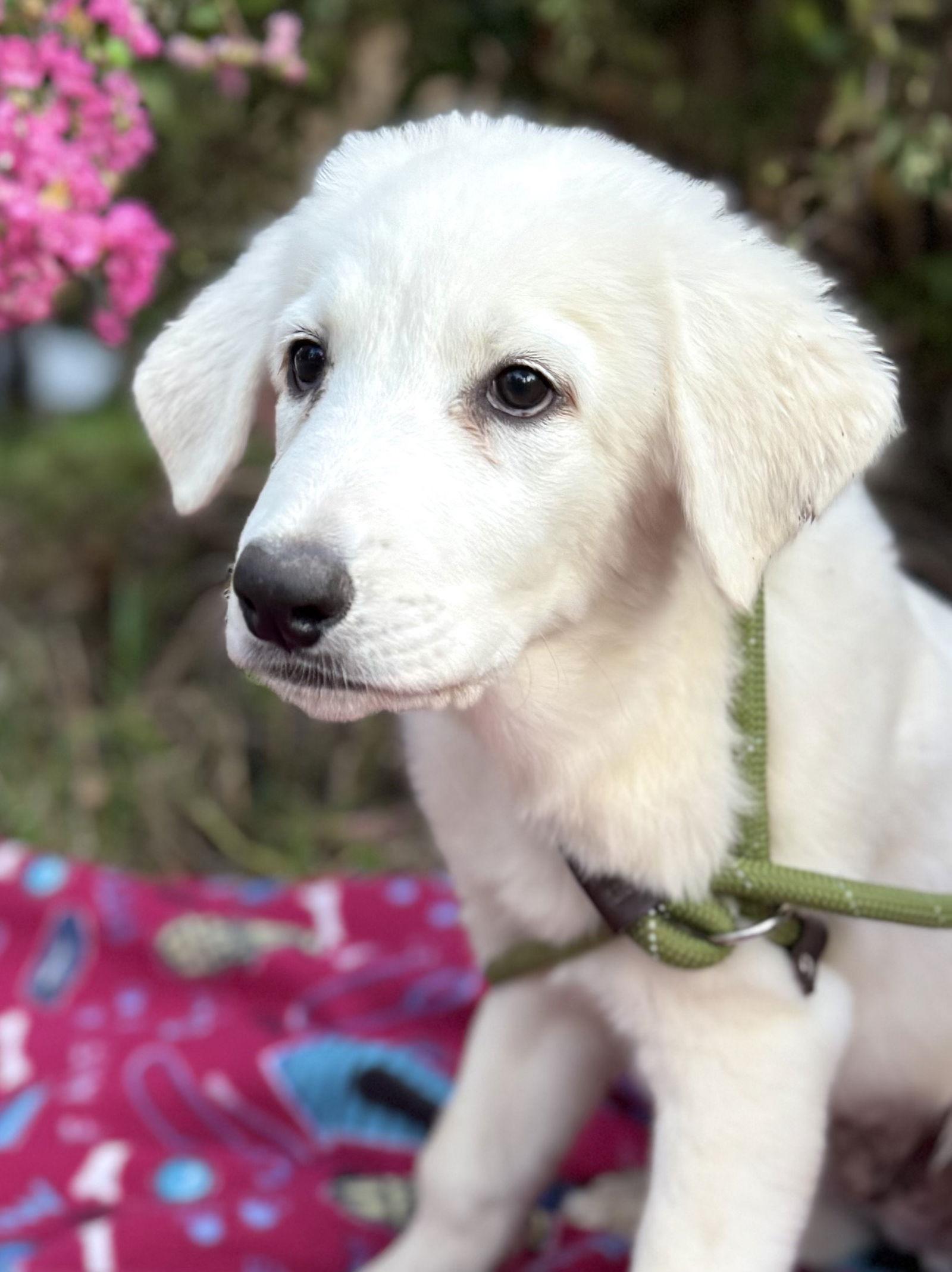 Jett, Adoptable, Puppy Male Great Pyrenees & Labrador Retriever.