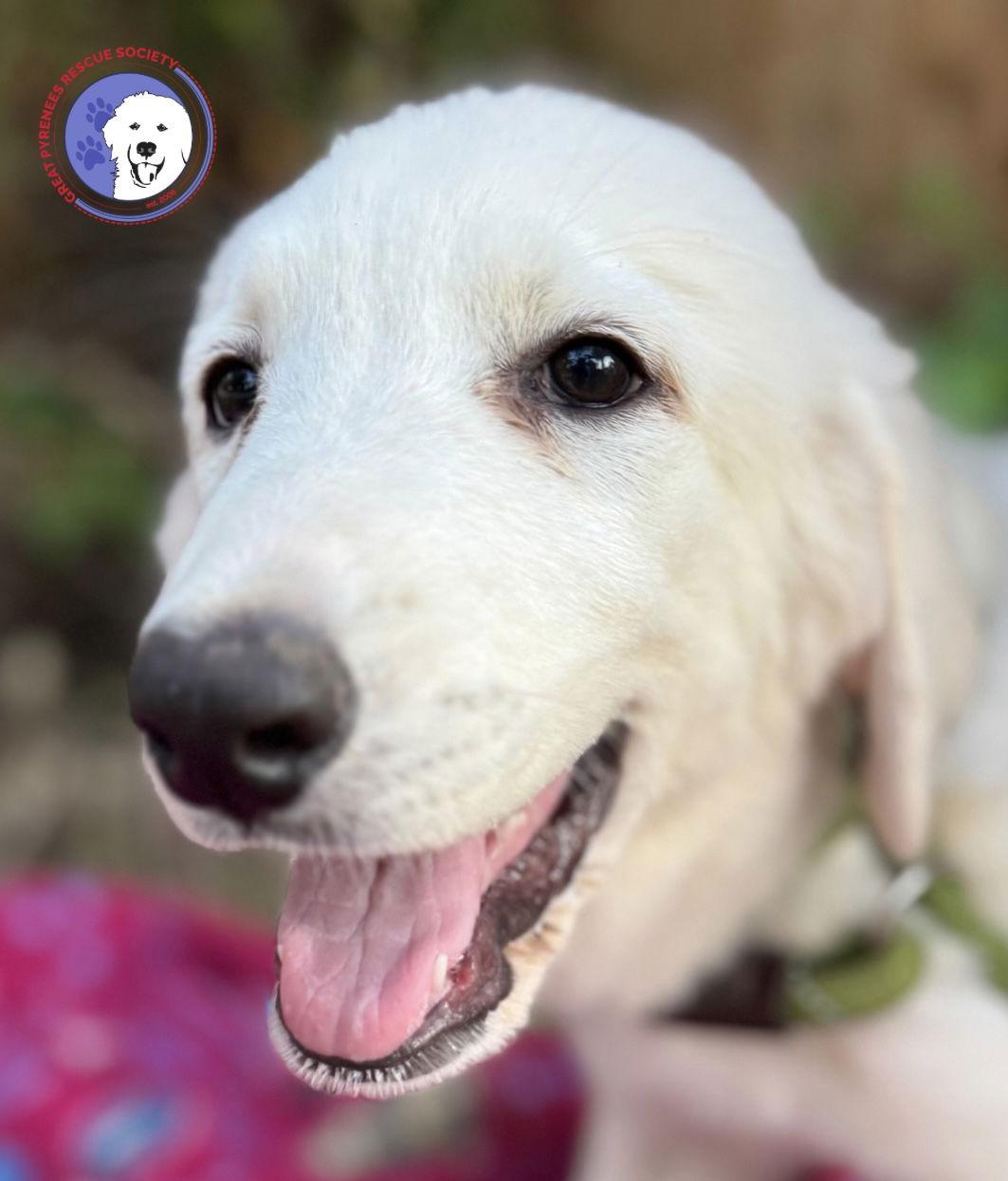 Enlarge Jett, a Adoptable mixed breed in Spring, TX image 2/3