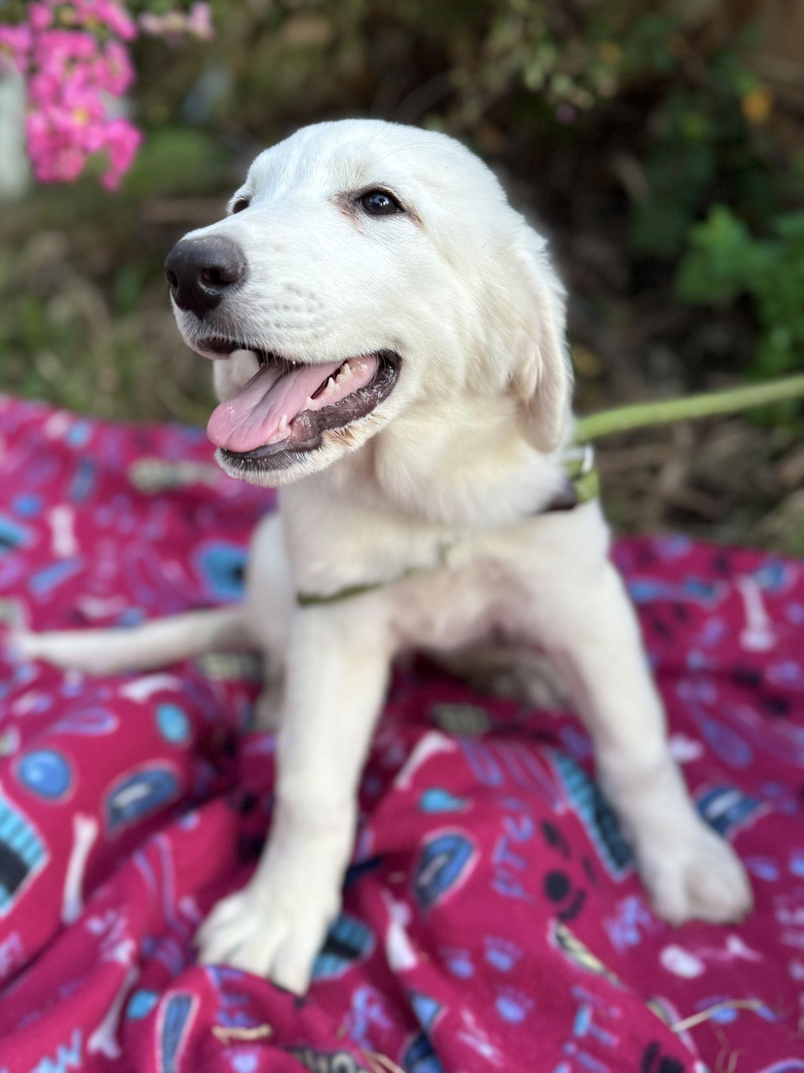 Enlarge Jett, a Adoptable mixed breed in Spring, TX image 3/3