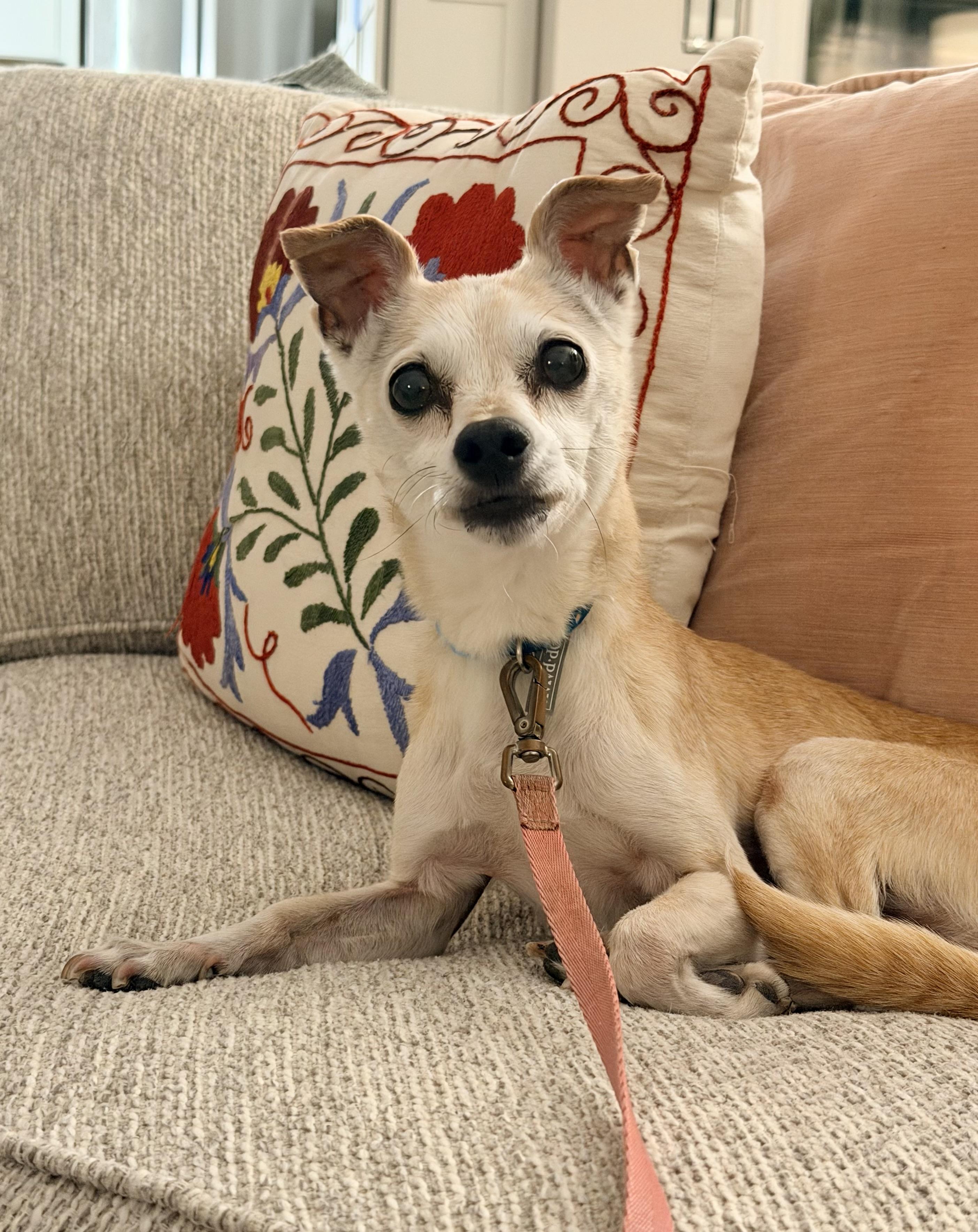 Ruthie, ADOPTABLE, Senior Female Chihuahua.