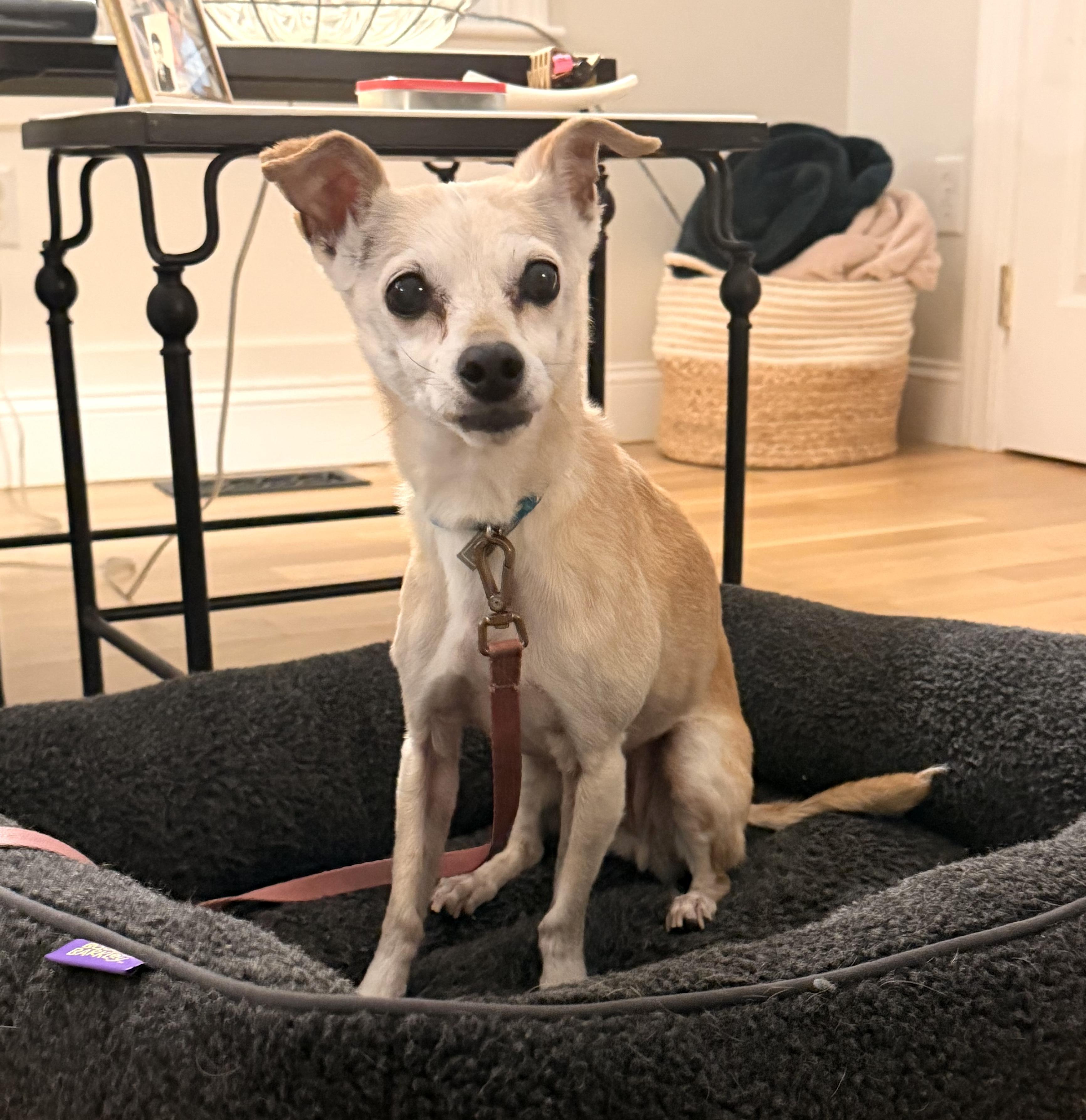 Enlarge Ruthie, a ADOPTABLE mixed breed in Shrewsbury, MA image 4/6