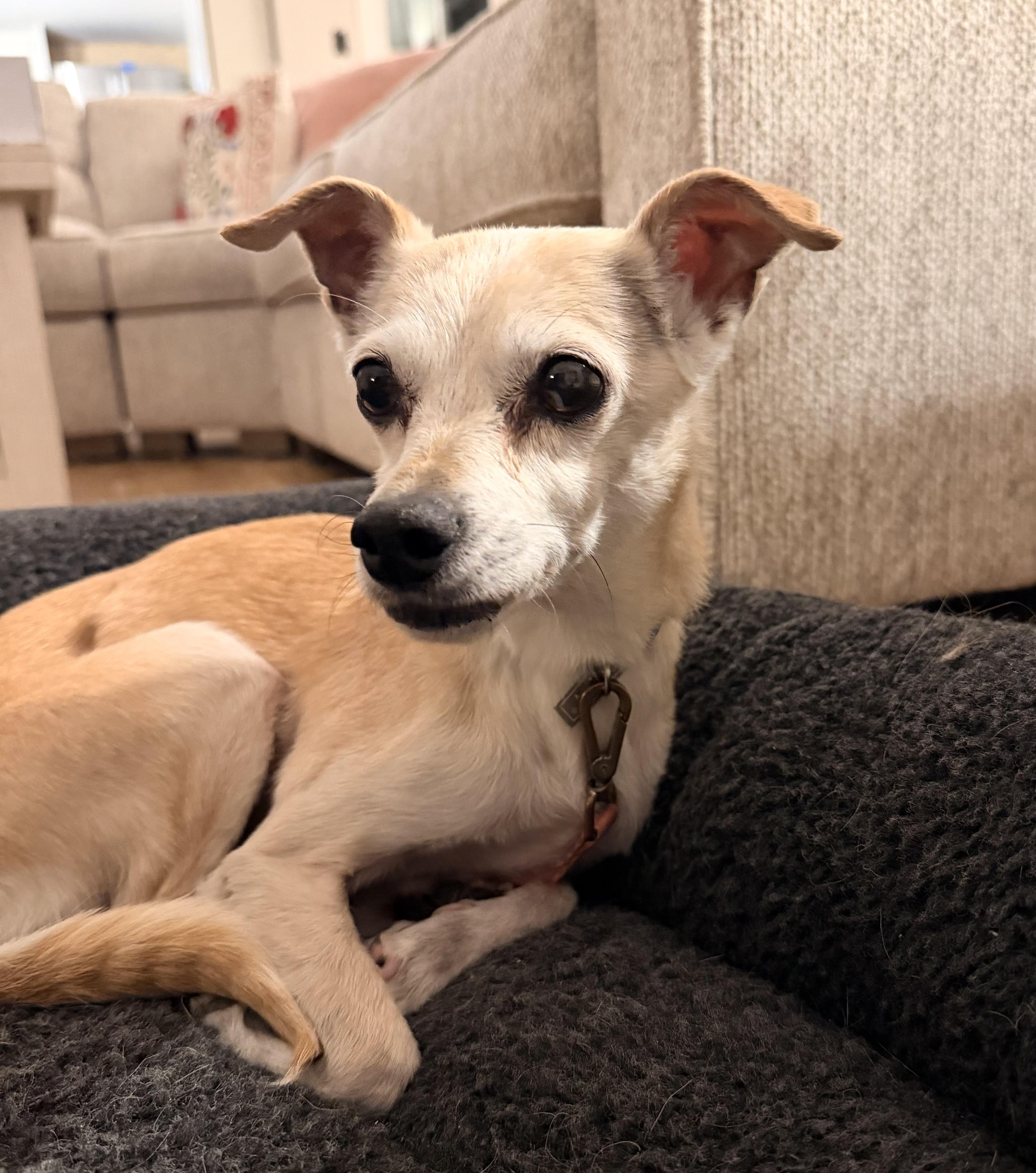 Enlarge Ruthie, a ADOPTABLE mixed breed in Shrewsbury, MA image 2/6