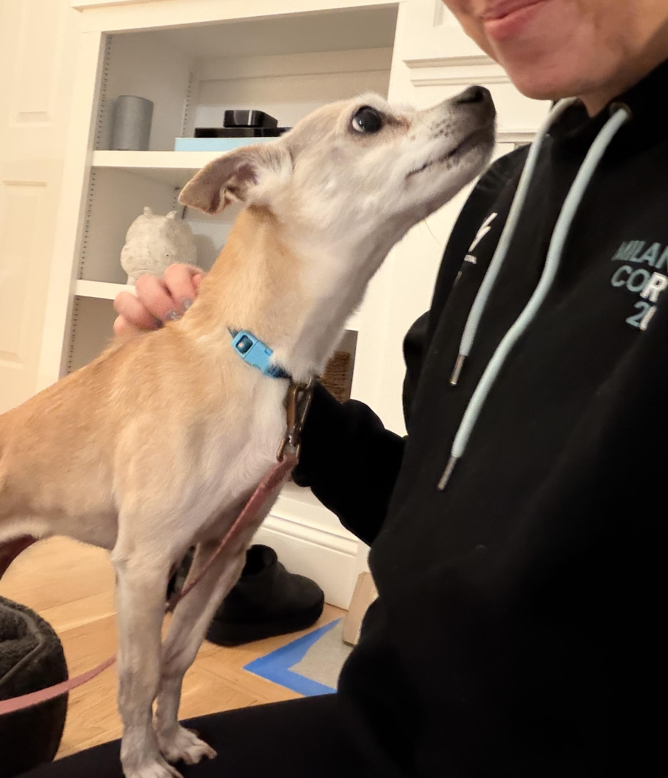 Enlarge Ruthie, a ADOPTABLE mixed breed in Shrewsbury, MA image 3/6