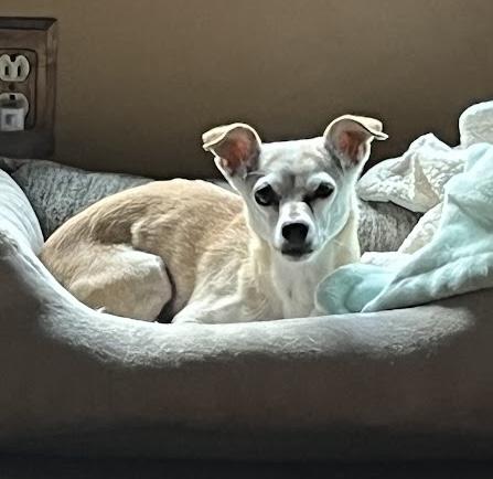Ruthie, Adoptable, Senior Female Chihuahua.
