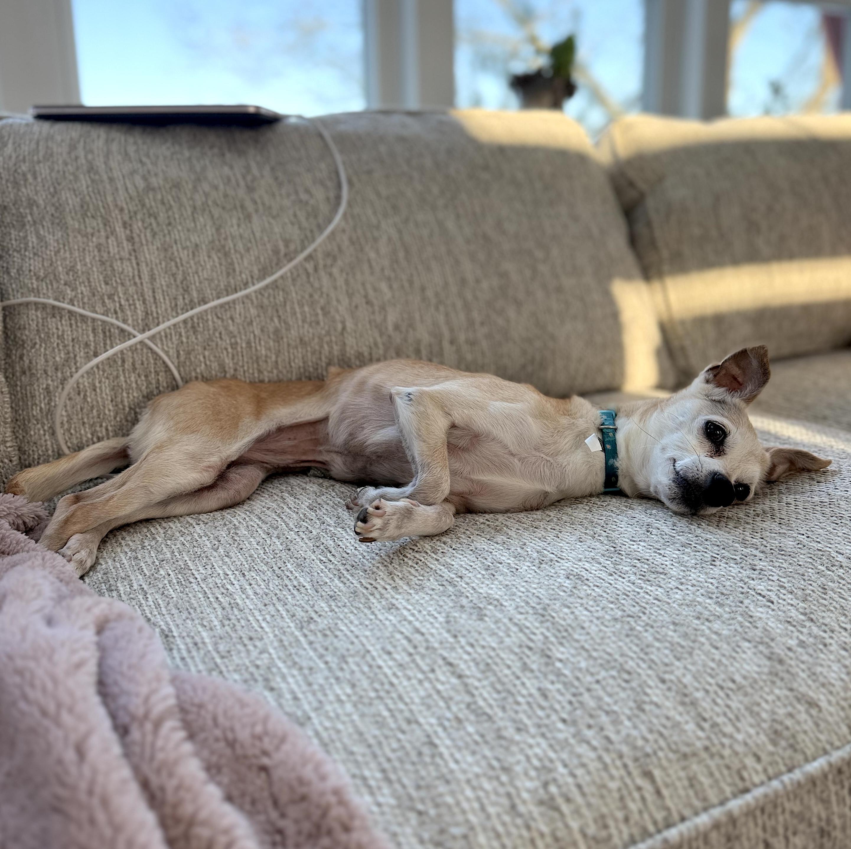 Enlarge Ruthie, a ADOPTABLE mixed breed in Shrewsbury, MA image 6/6