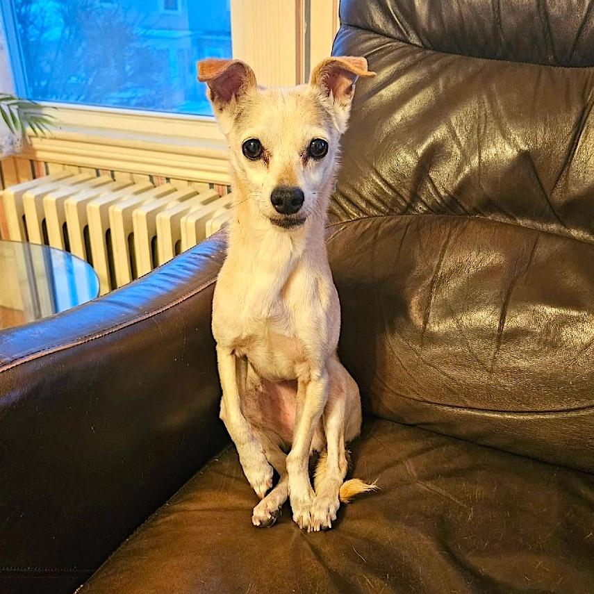 Enlarge Ruthie, a ADOPTABLE mixed breed in Shrewsbury, MA image 5/6