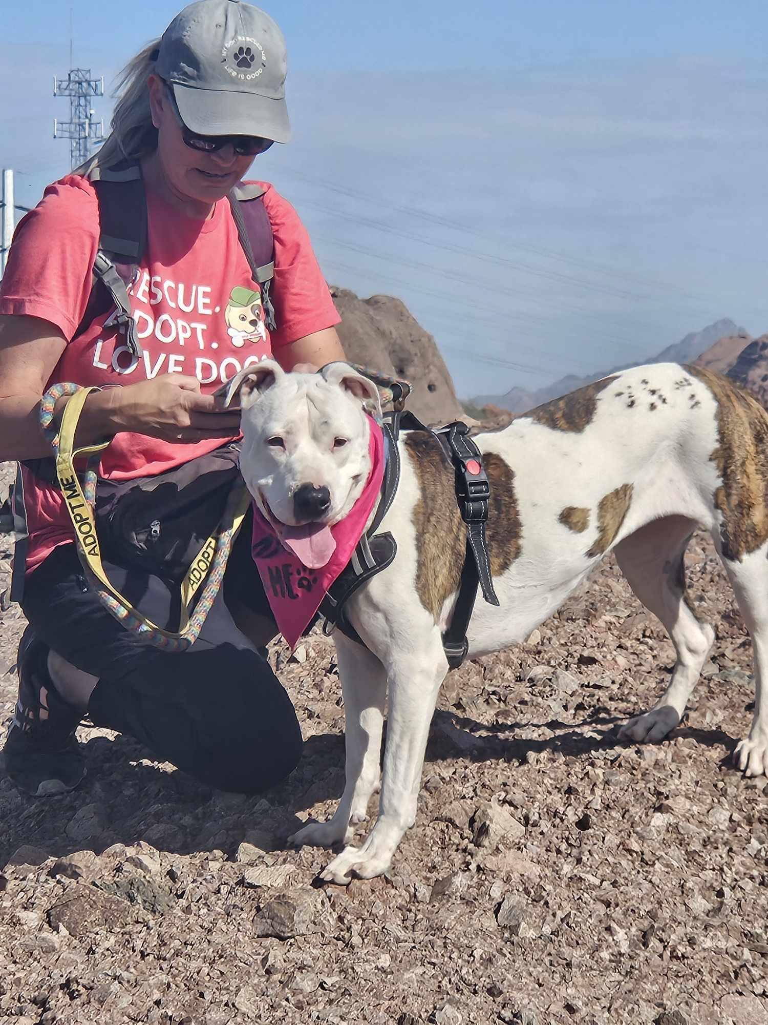 Enlarge Paloma, a ADOPTABLE mixed breed in Tucson, AZ image 3/5