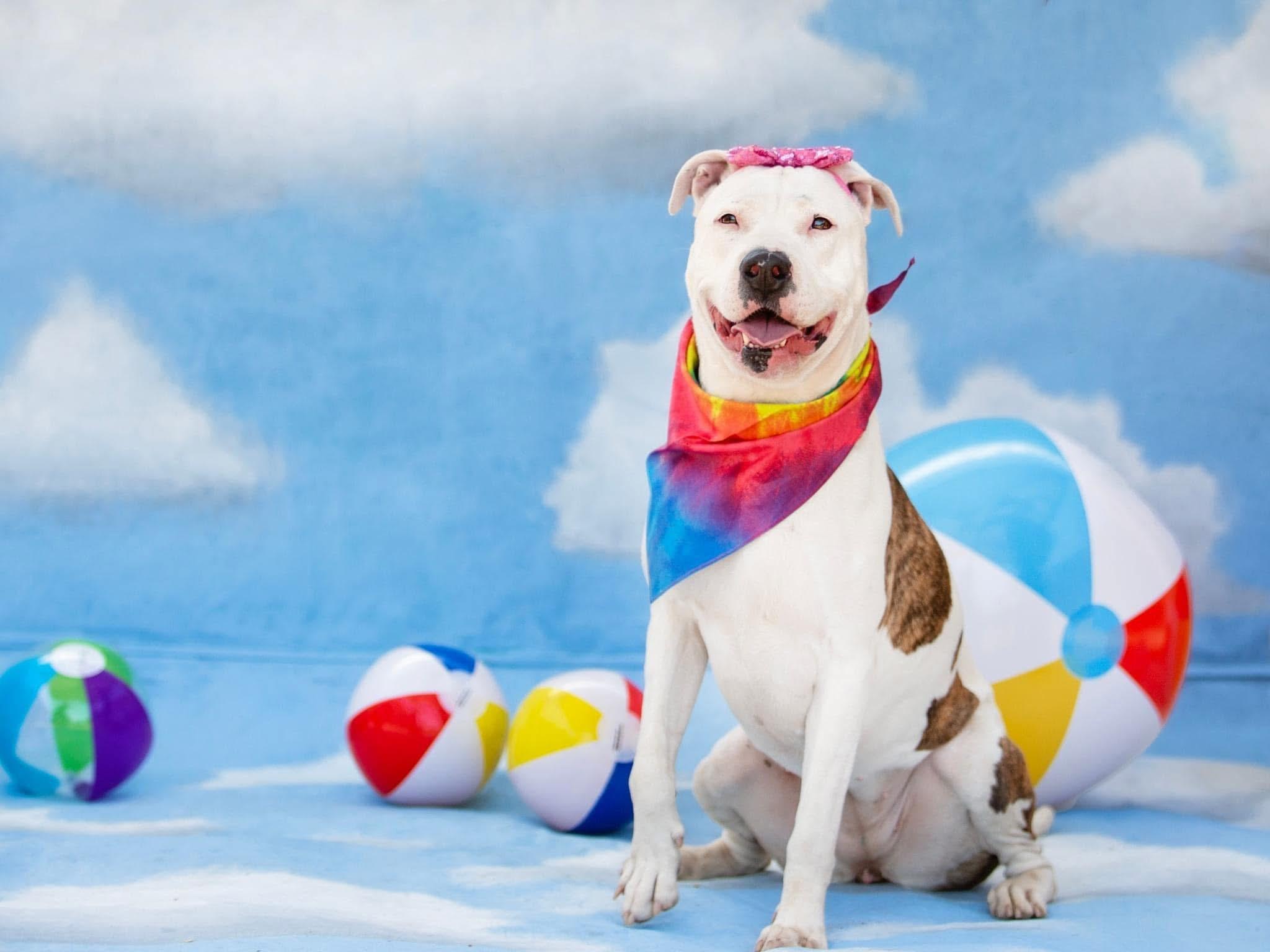 Paloma, ADOPTABLE, Senior Female American Bulldog & Dogo Argentino.