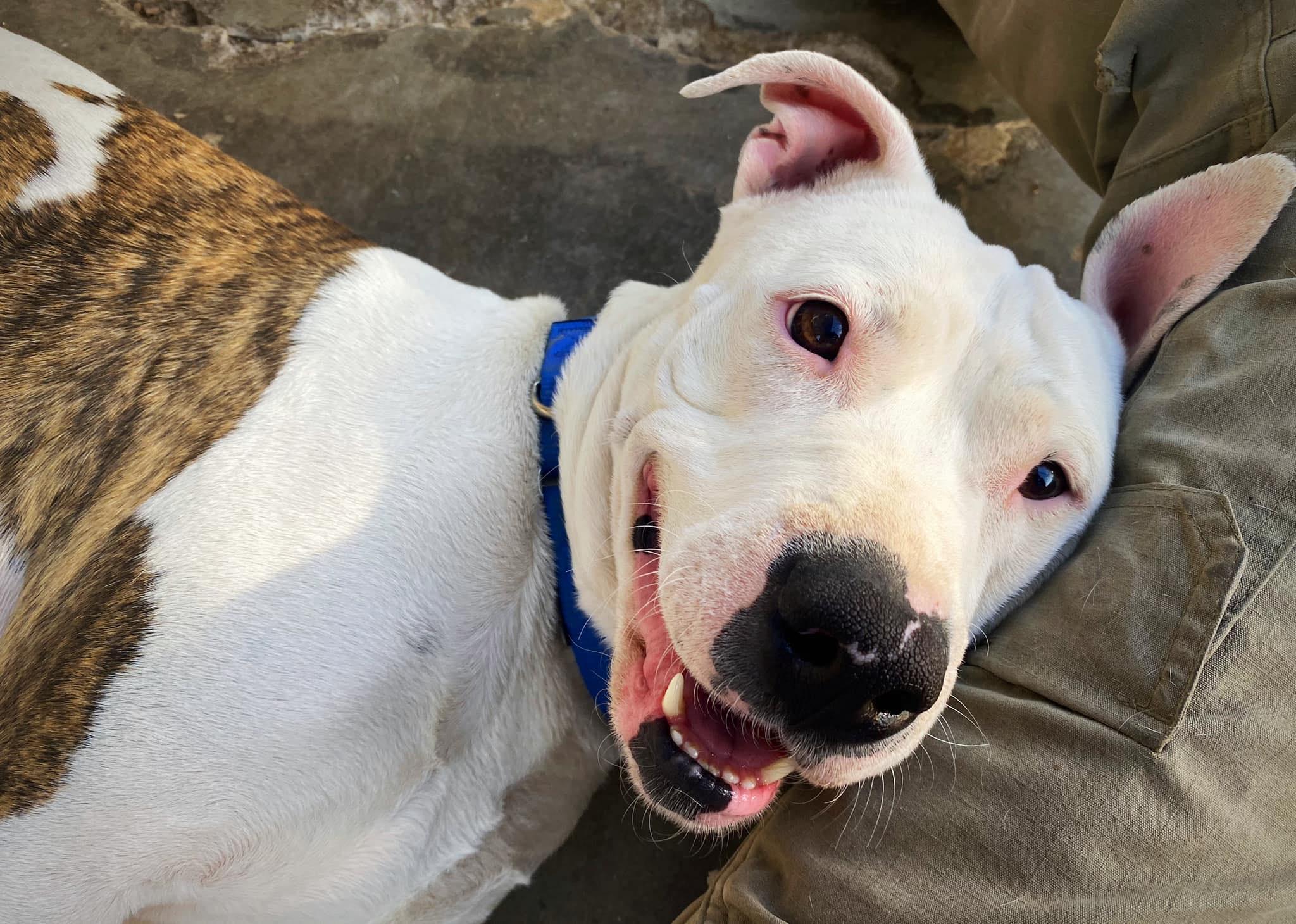 Enlarge Paloma, a ADOPTABLE mixed breed in Tucson, AZ image 5/5