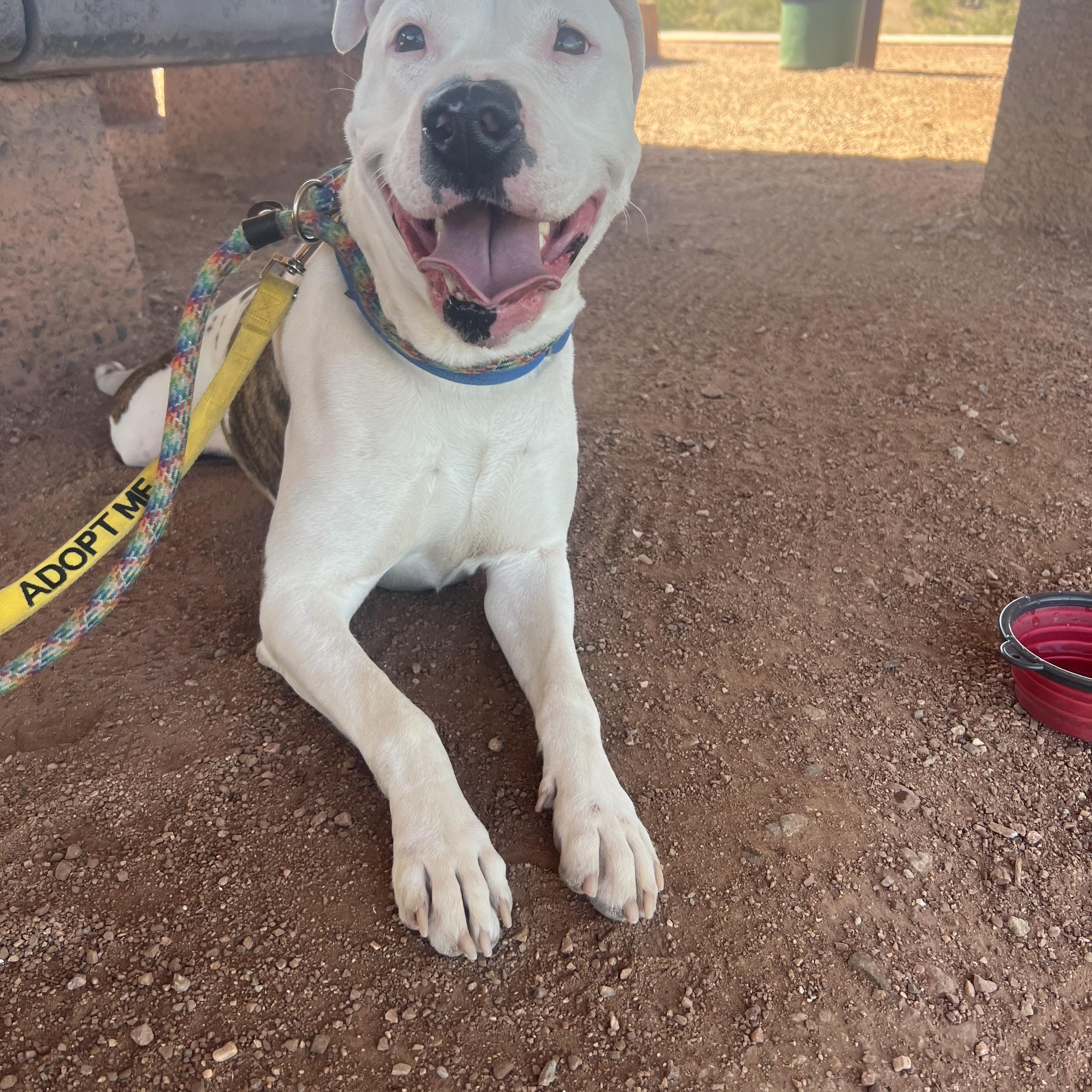 Enlarge Paloma, a ADOPTABLE mixed breed in Tucson, AZ image 4/5