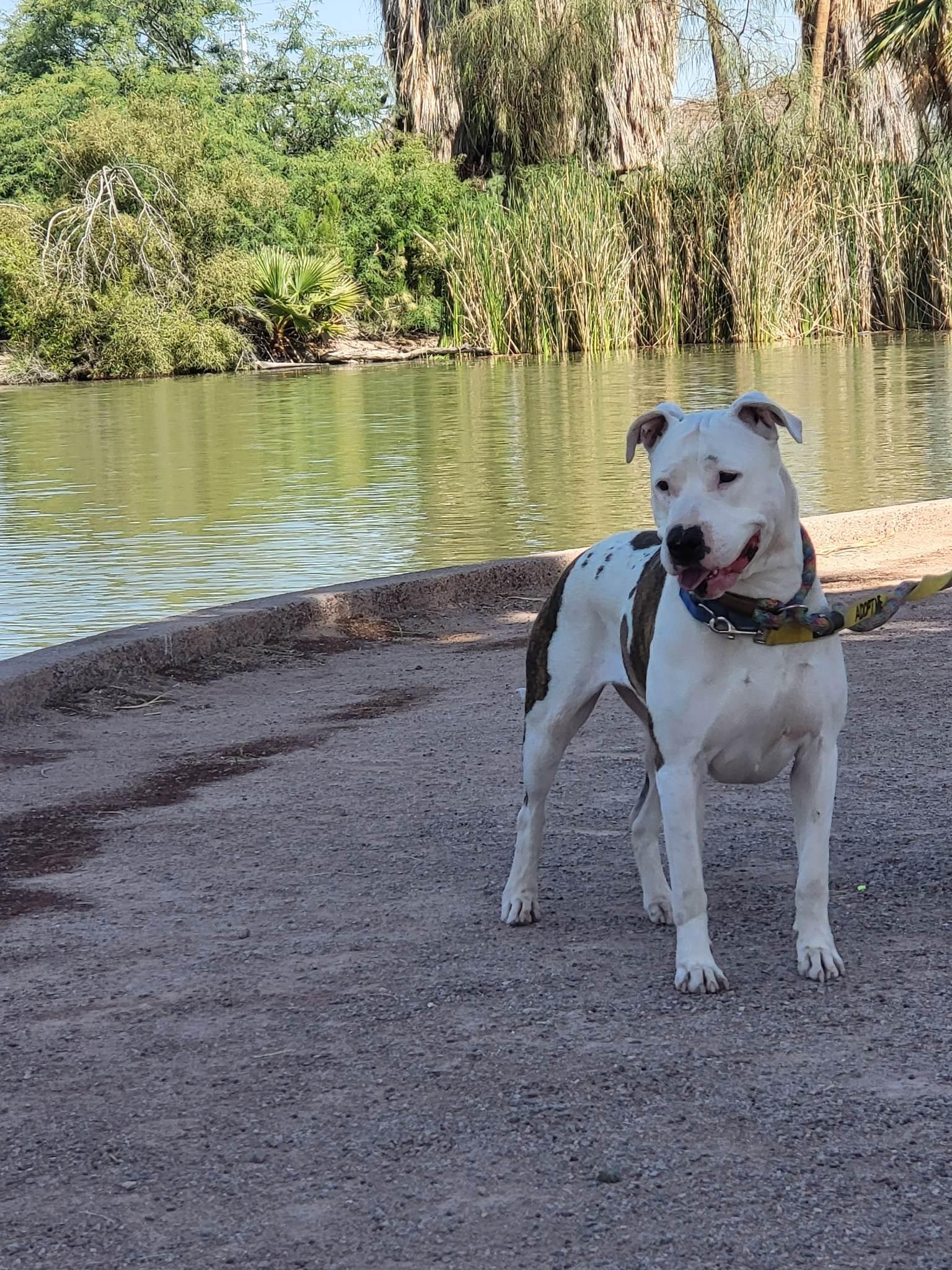 Enlarge Paloma, a ADOPTABLE mixed breed in Tucson, AZ image 2/5