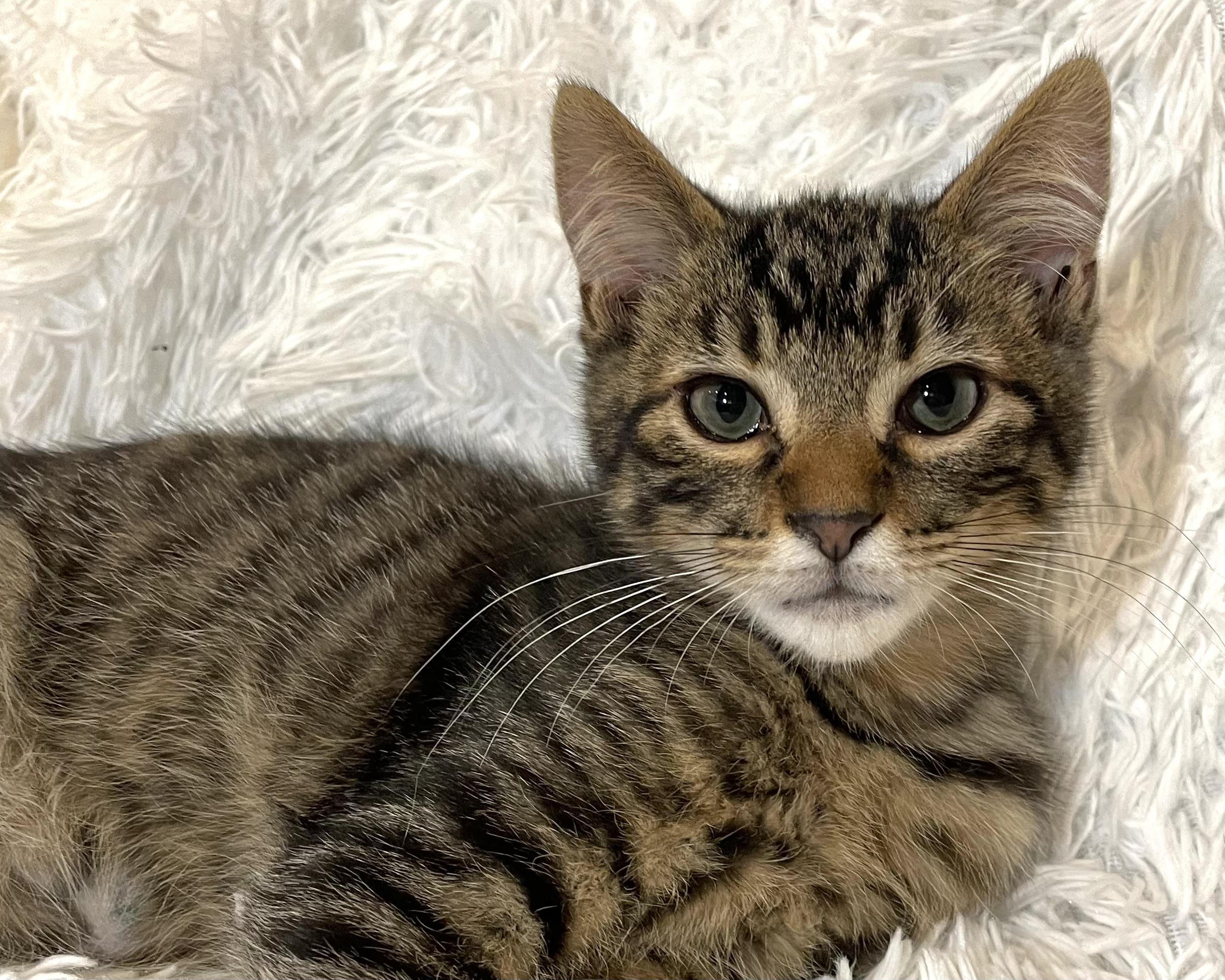 Enlarge Berghia, an adopted Domestic Short Hair in Lynnwood, WA image 3/3