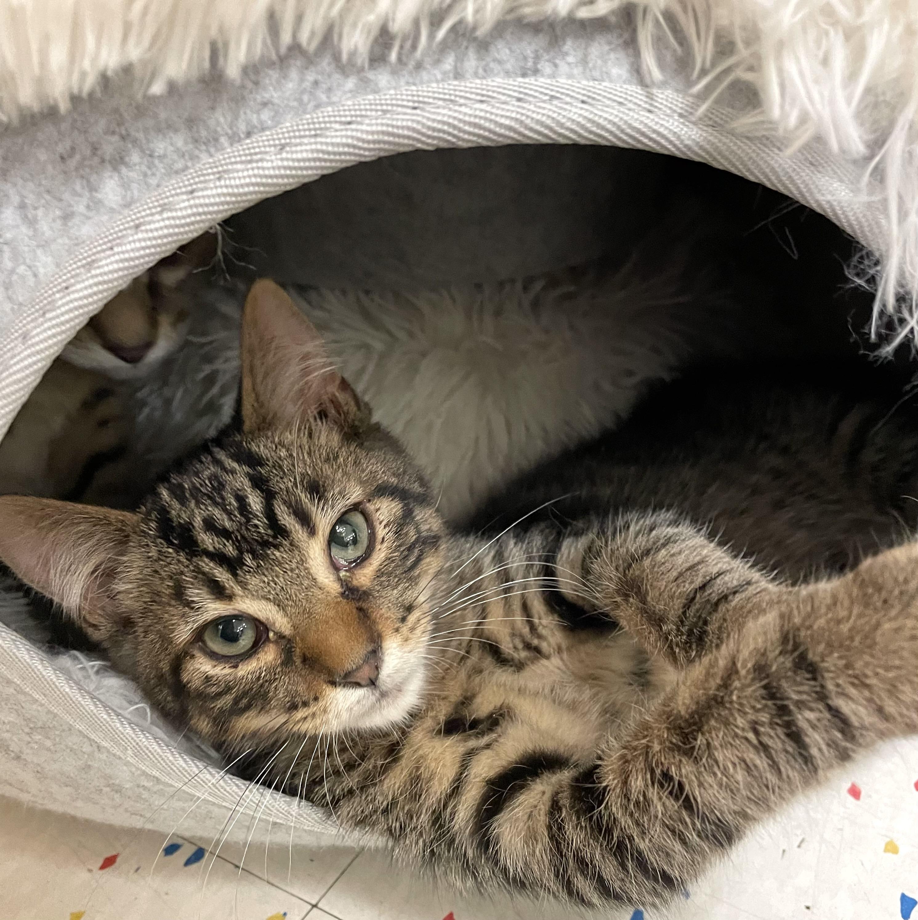 Berghia, adopted, Kitten Male Domestic Short Hair.