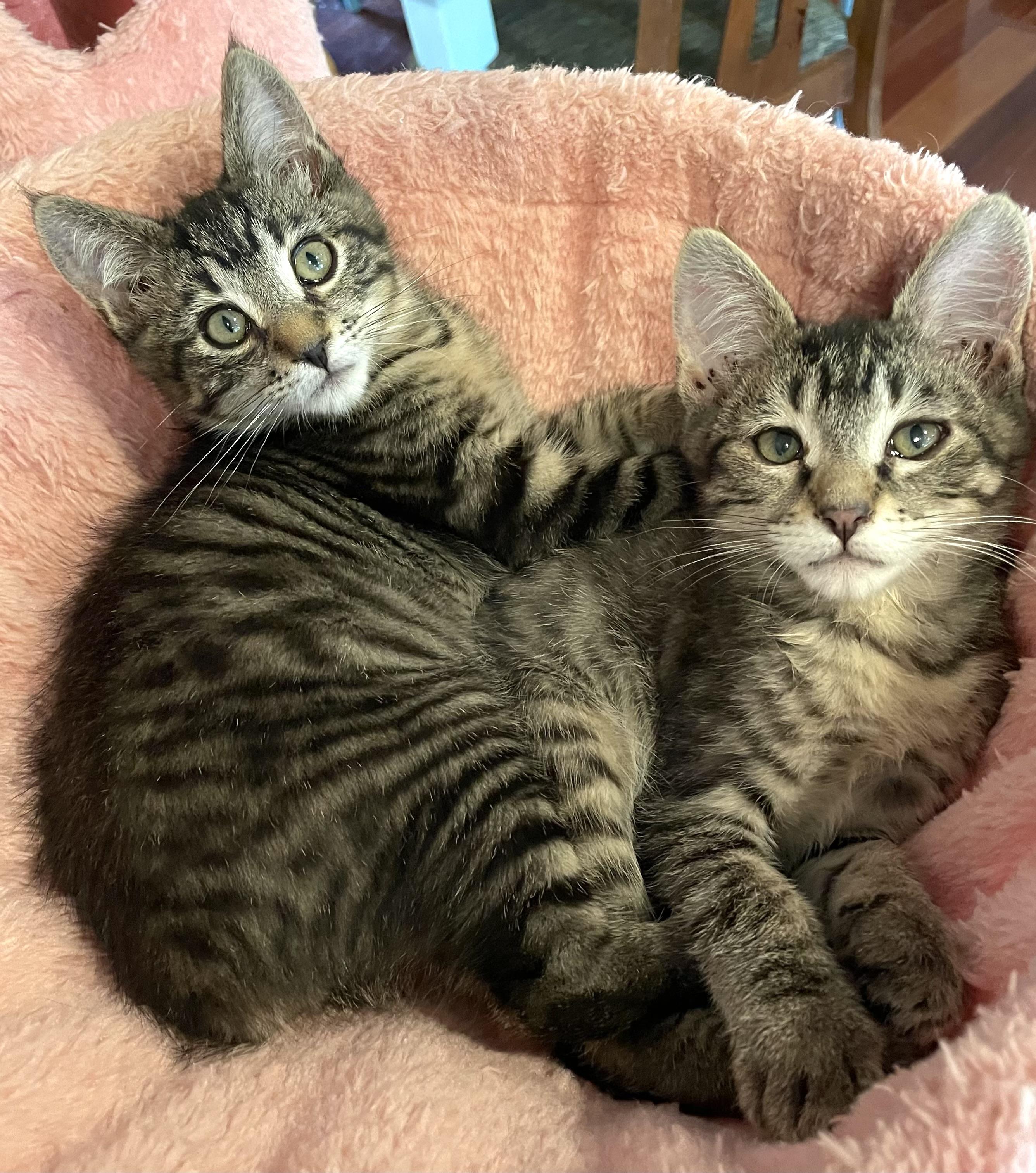 Enlarge Berghia, an adopted Domestic Short Hair in Lynnwood, WA image 2/3