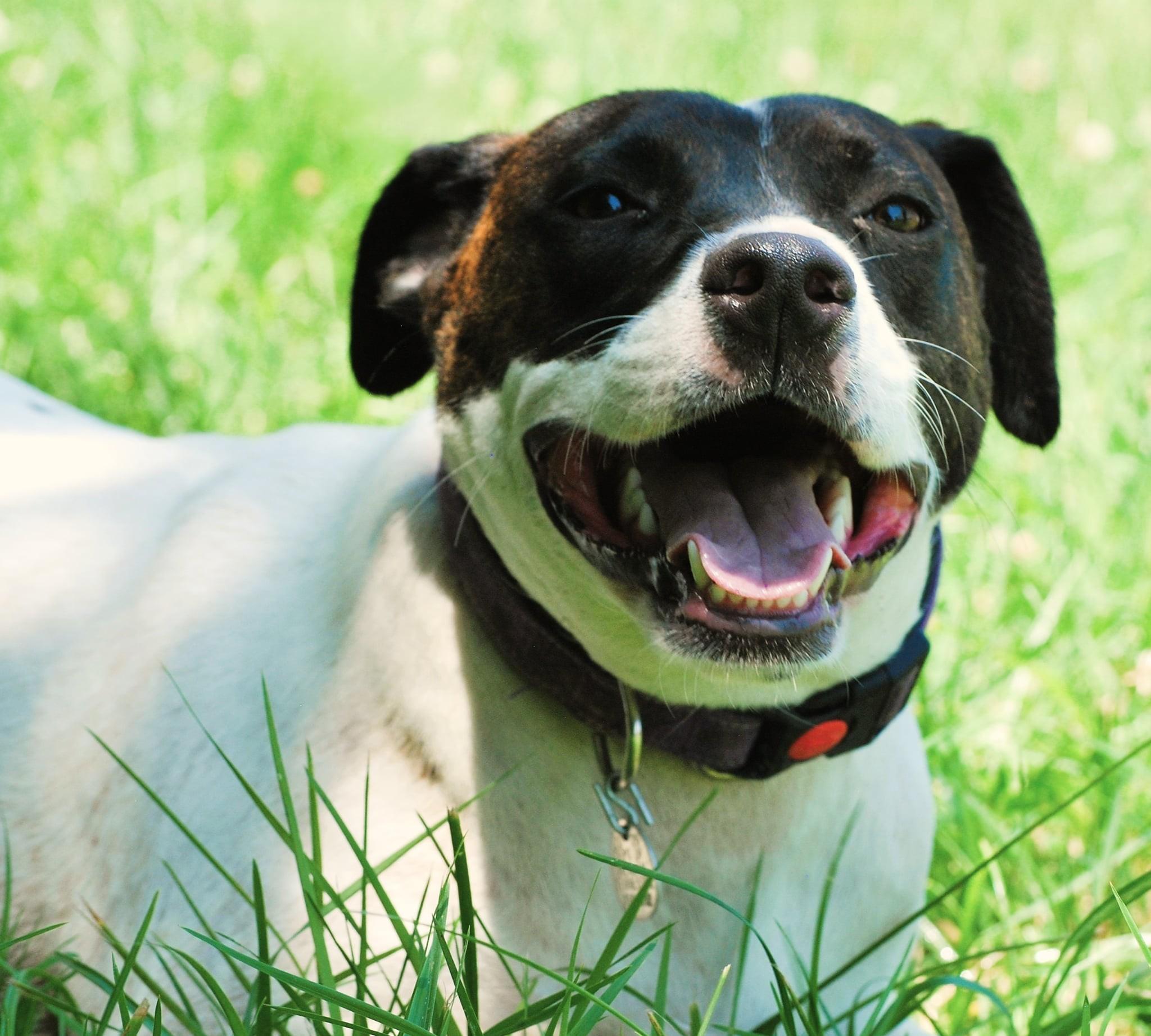 Greta, an adoptable mixed breed in manchester, TN image 6/6
