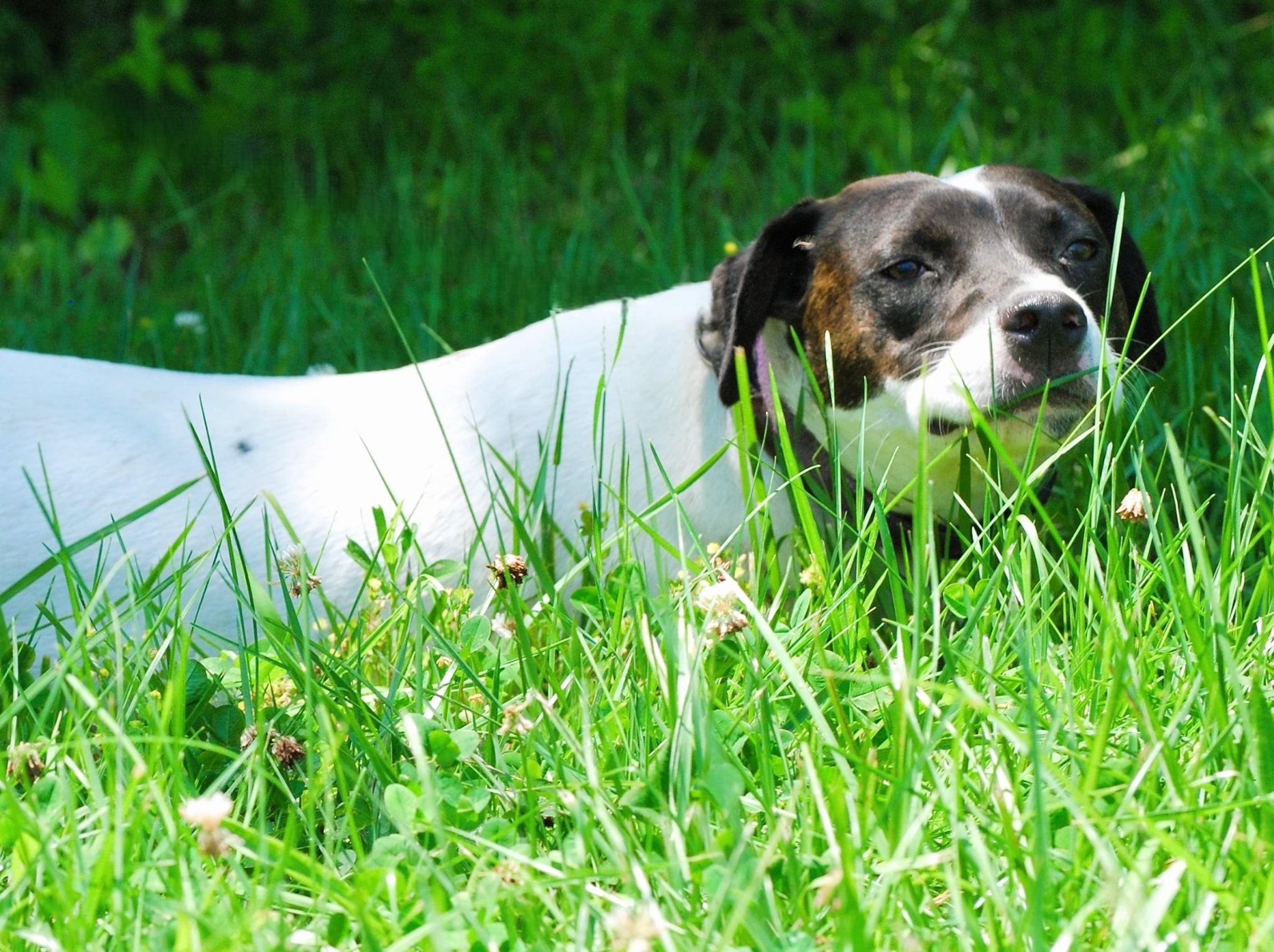 Greta, an adoptable mixed breed in manchester, TN image 3/6
