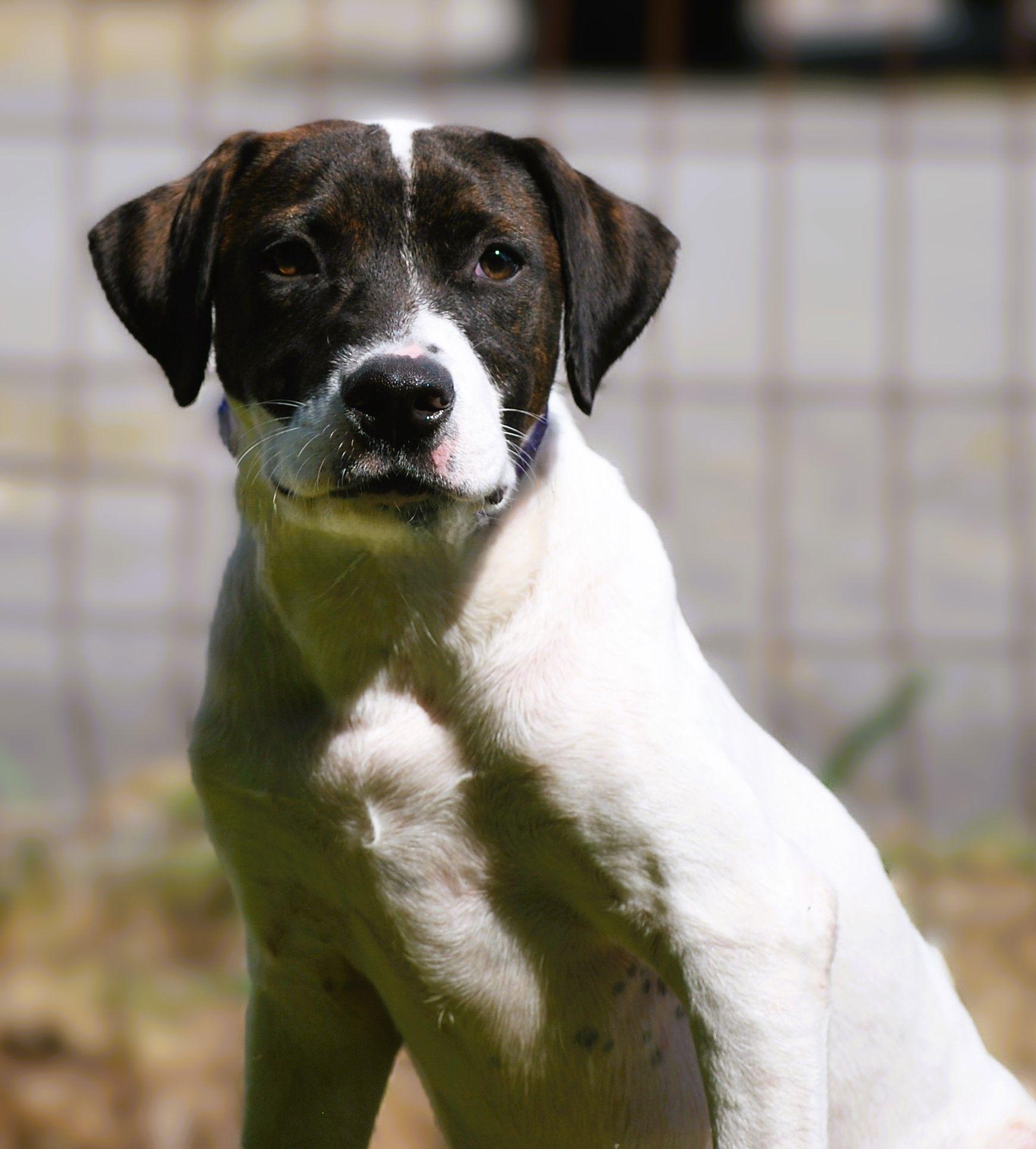 Greta, a Adoptable mixed breed in manchester, TN image 5/5