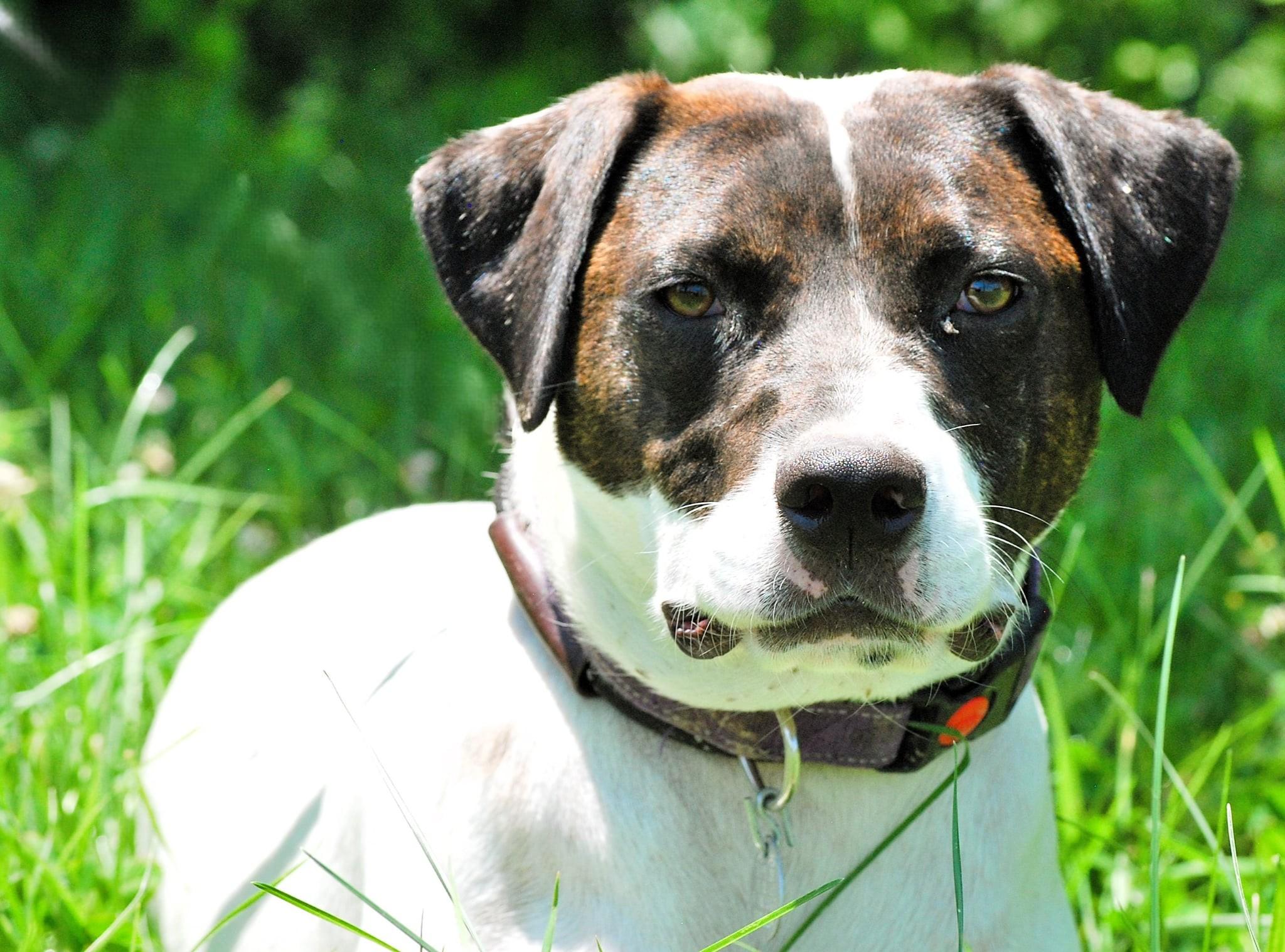 Greta, an adoptable mixed breed in manchester, TN image 2/6