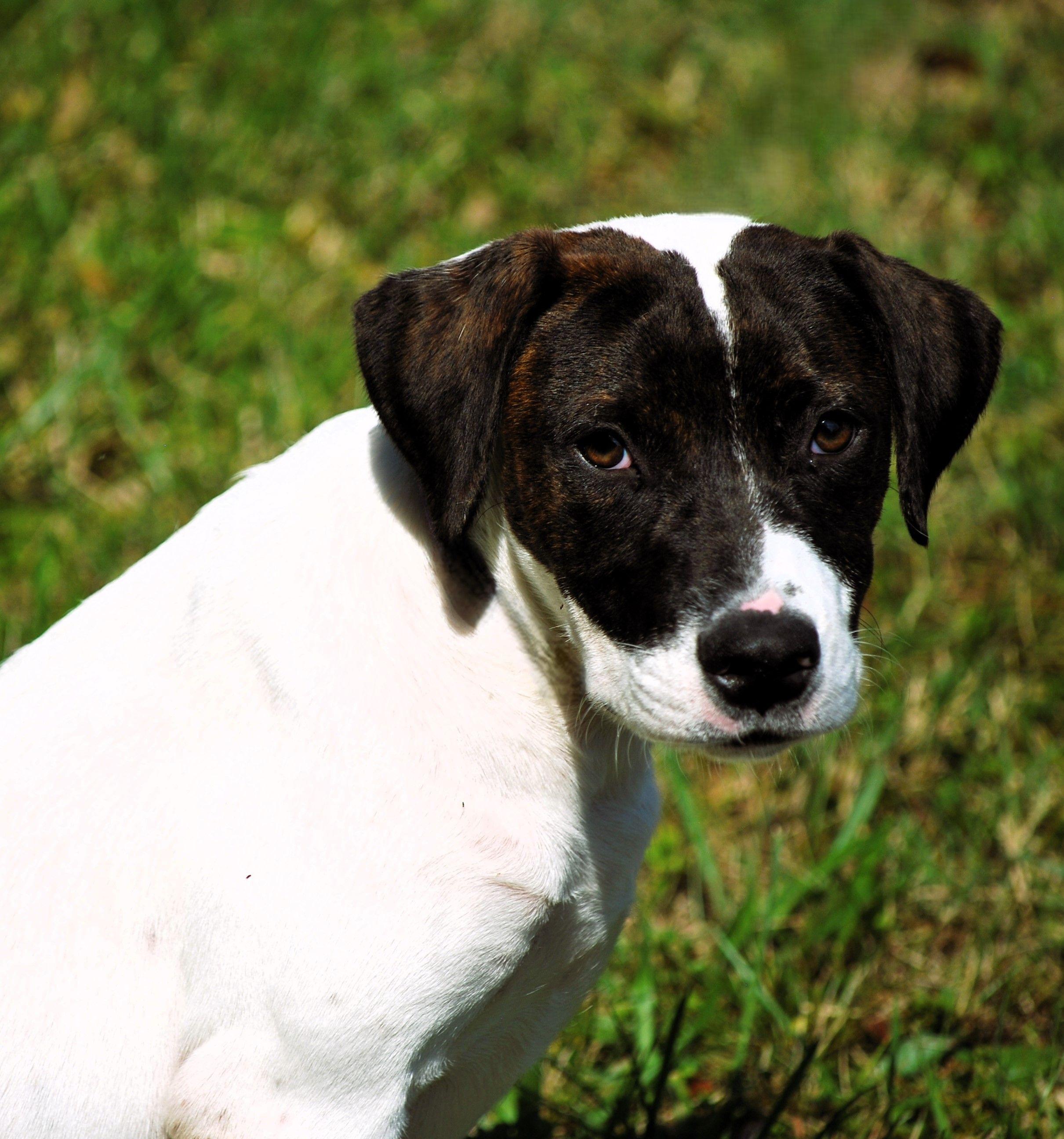 Greta, a Adoptable mixed breed in manchester, TN image 3/5